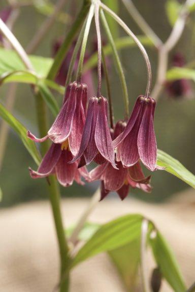 Disporum 'Laigong Chocolate'