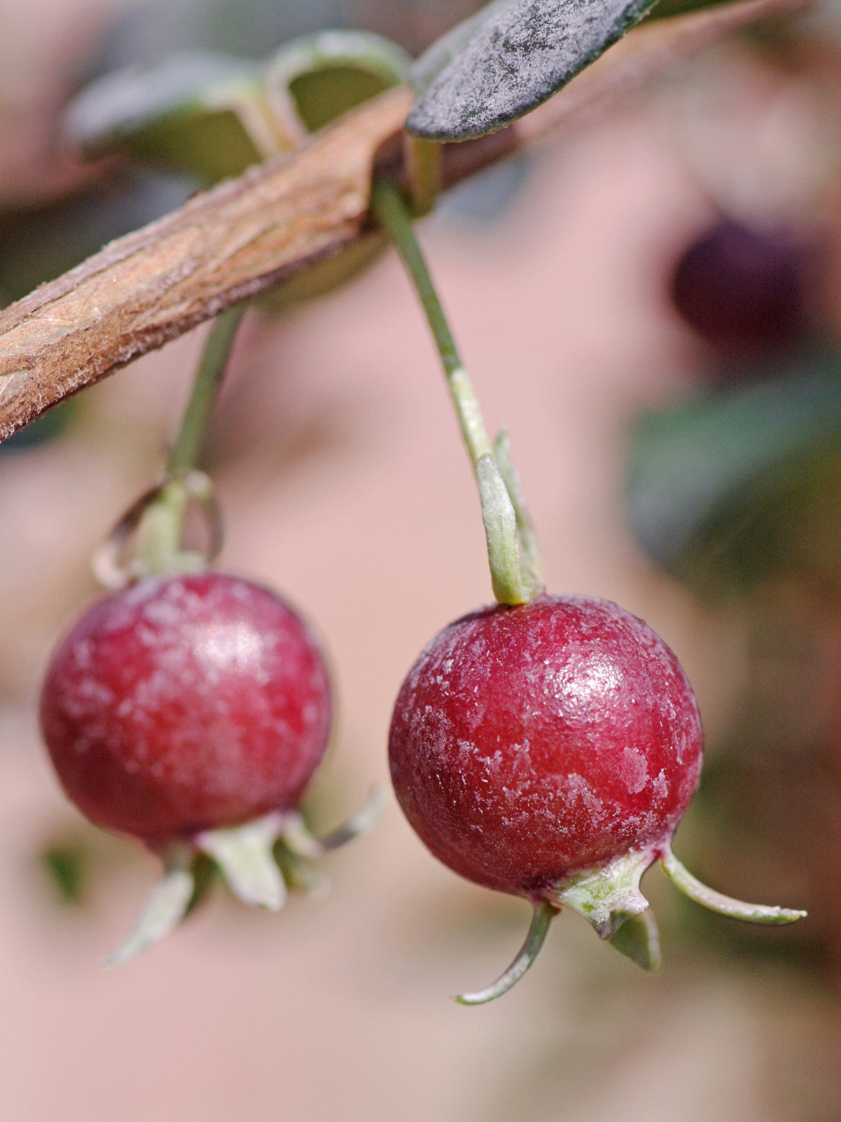 Fruits
