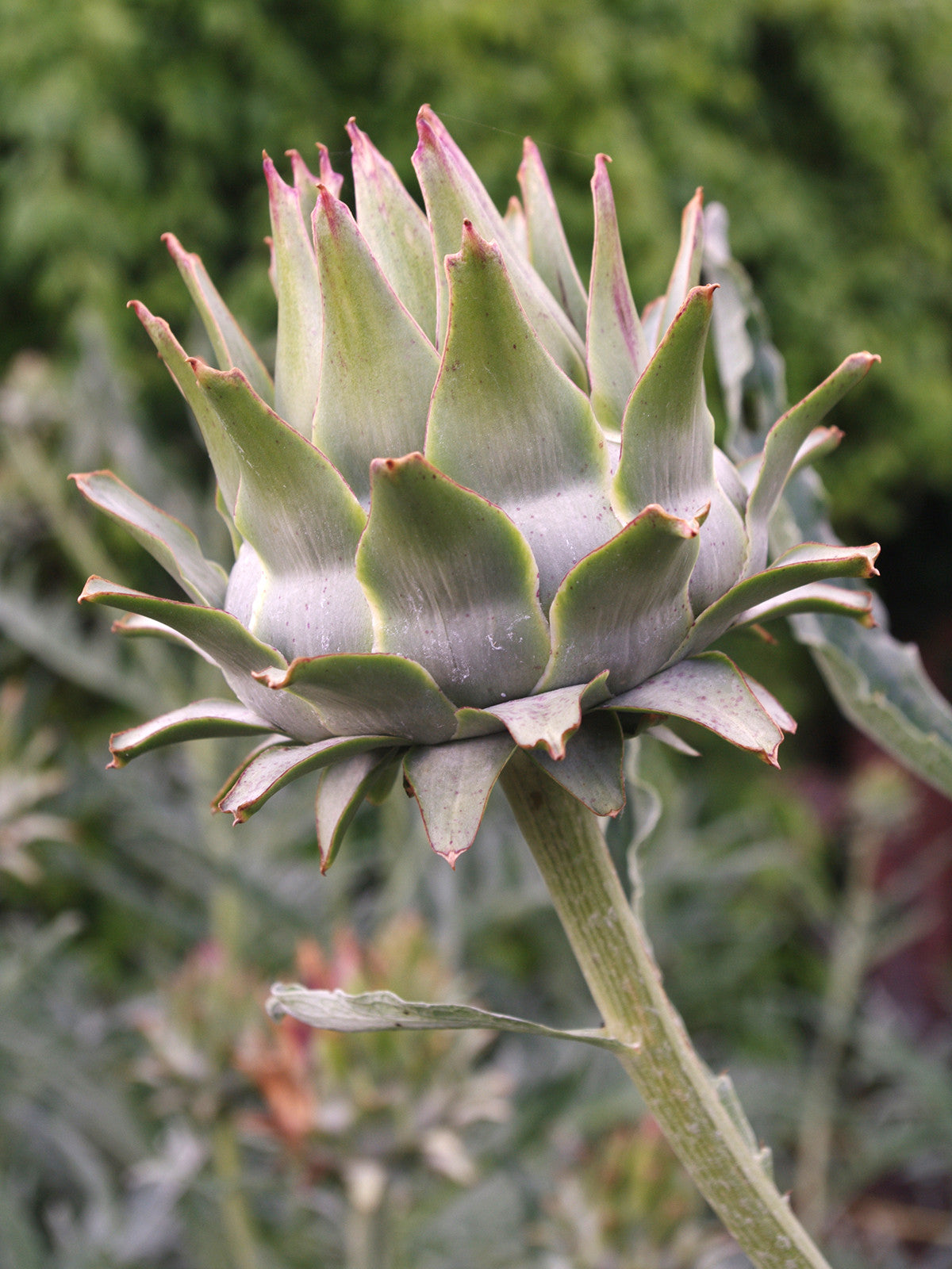 Perennial Vegetables