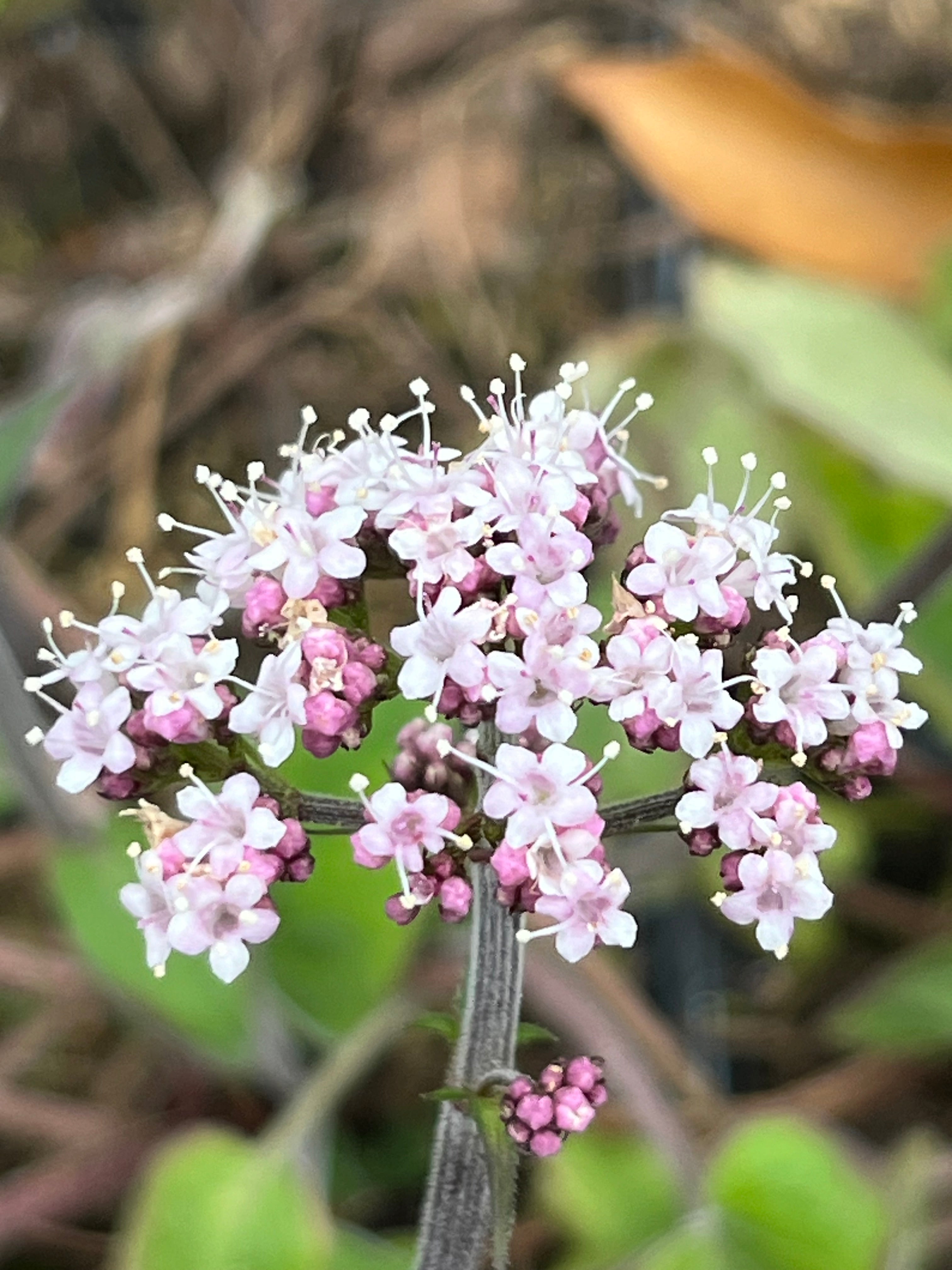 Valeriana jatamansi PAB 6846