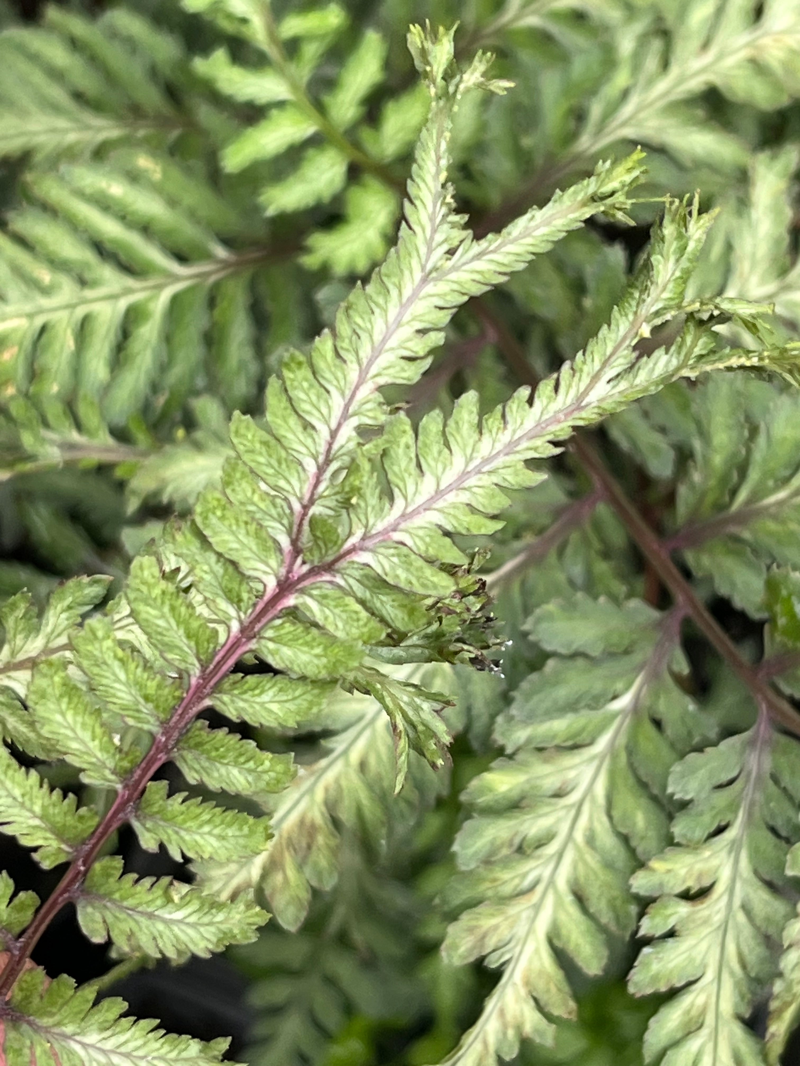 Athyrium niponicum var. pictum 'Applecourt'