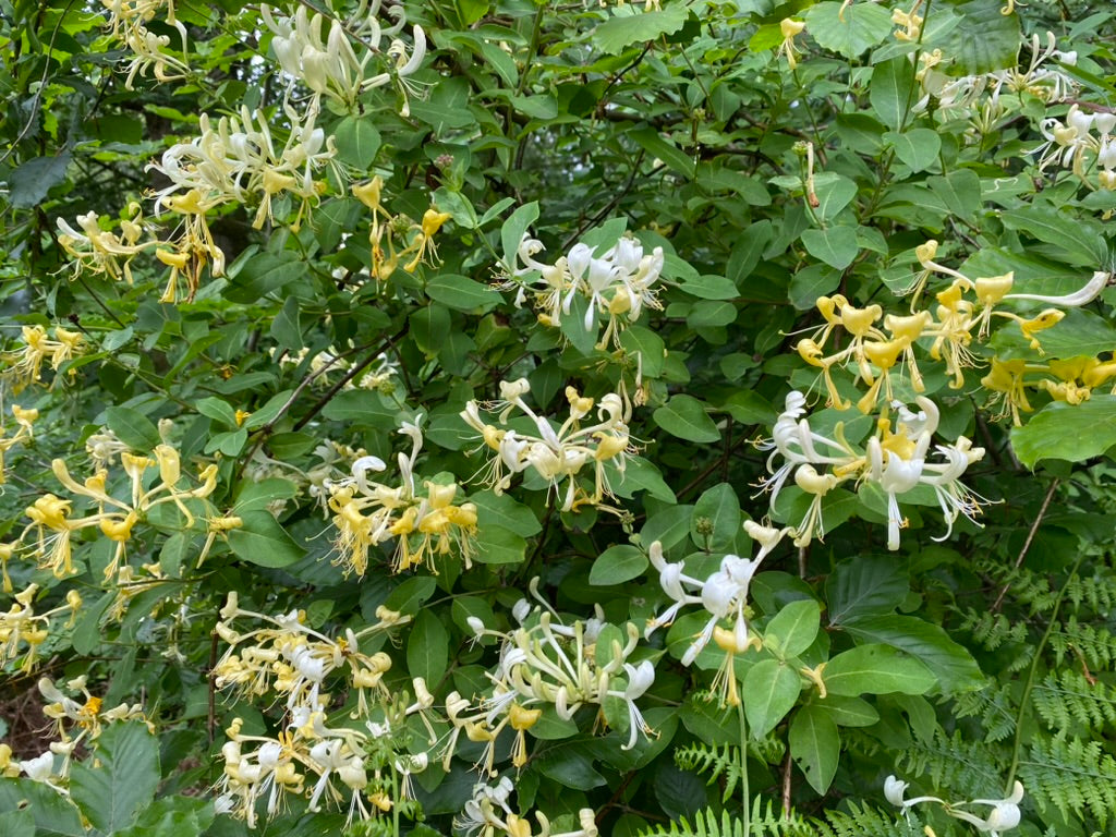 Lonicera periclymenum 'Graham Thomas'