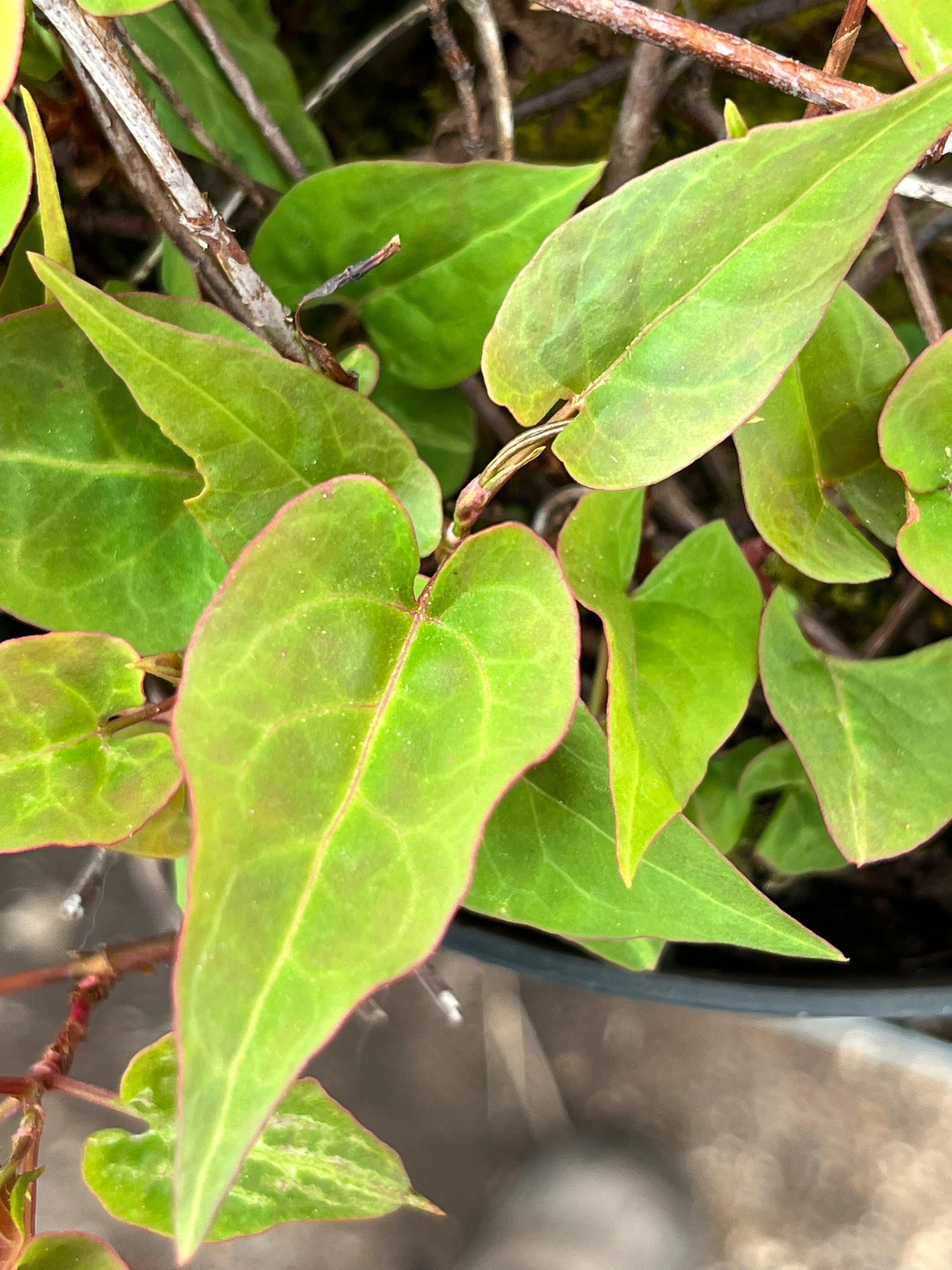 Fallopia multiflora (syn.Polygonum multiflorum)