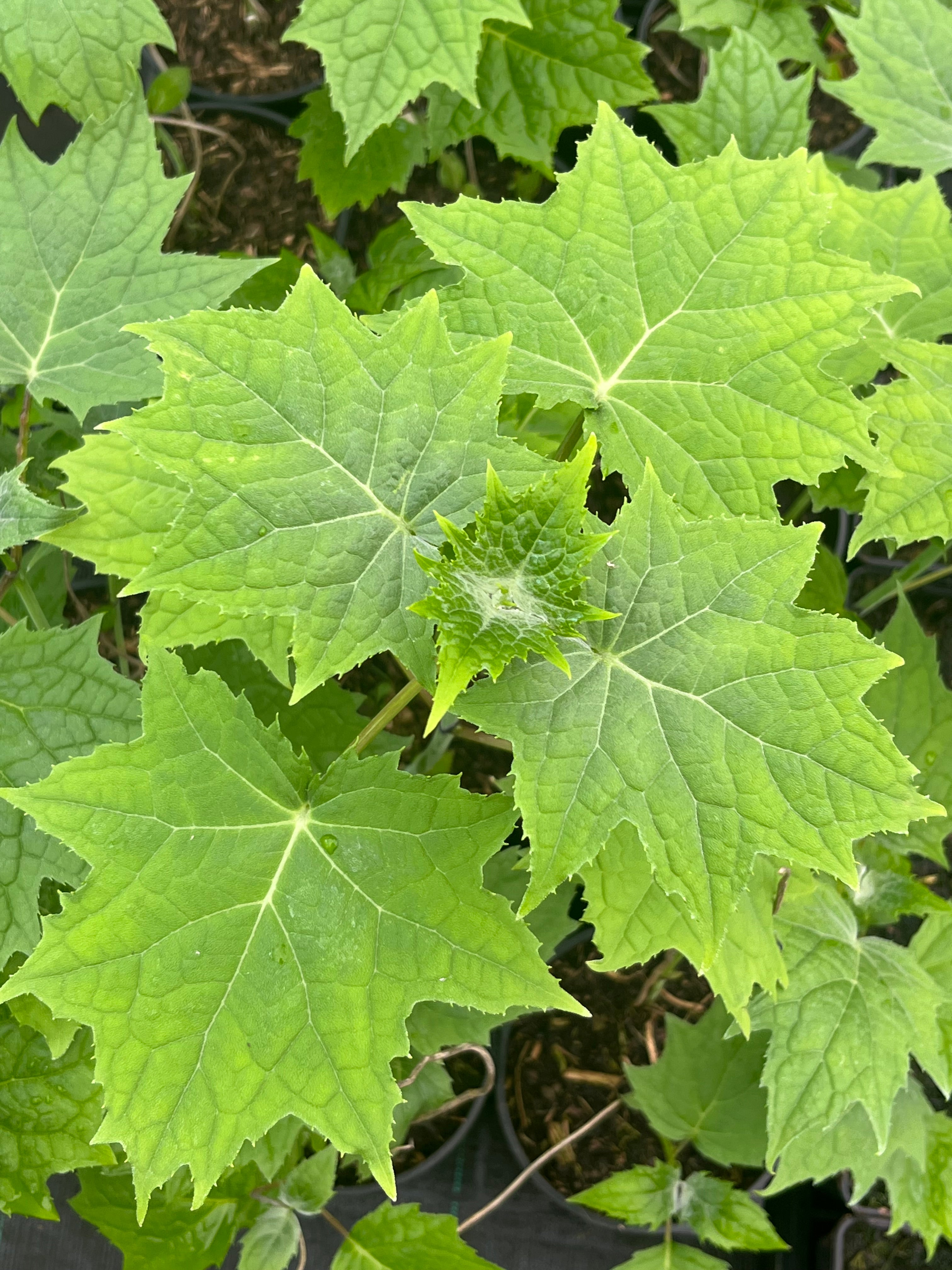 Kirengeshoma palmata Koreana Group