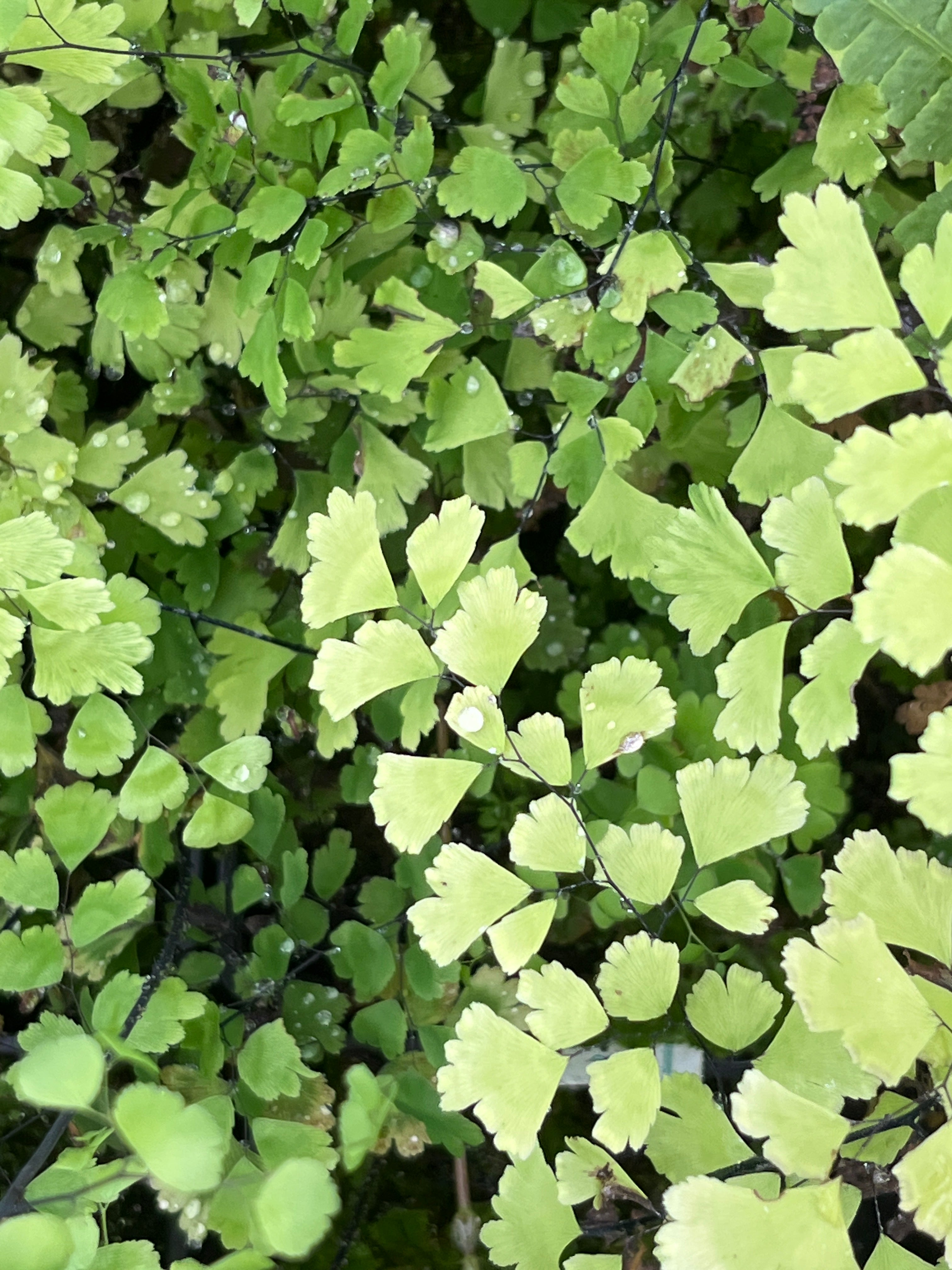 Adiantum x mairisii AGM