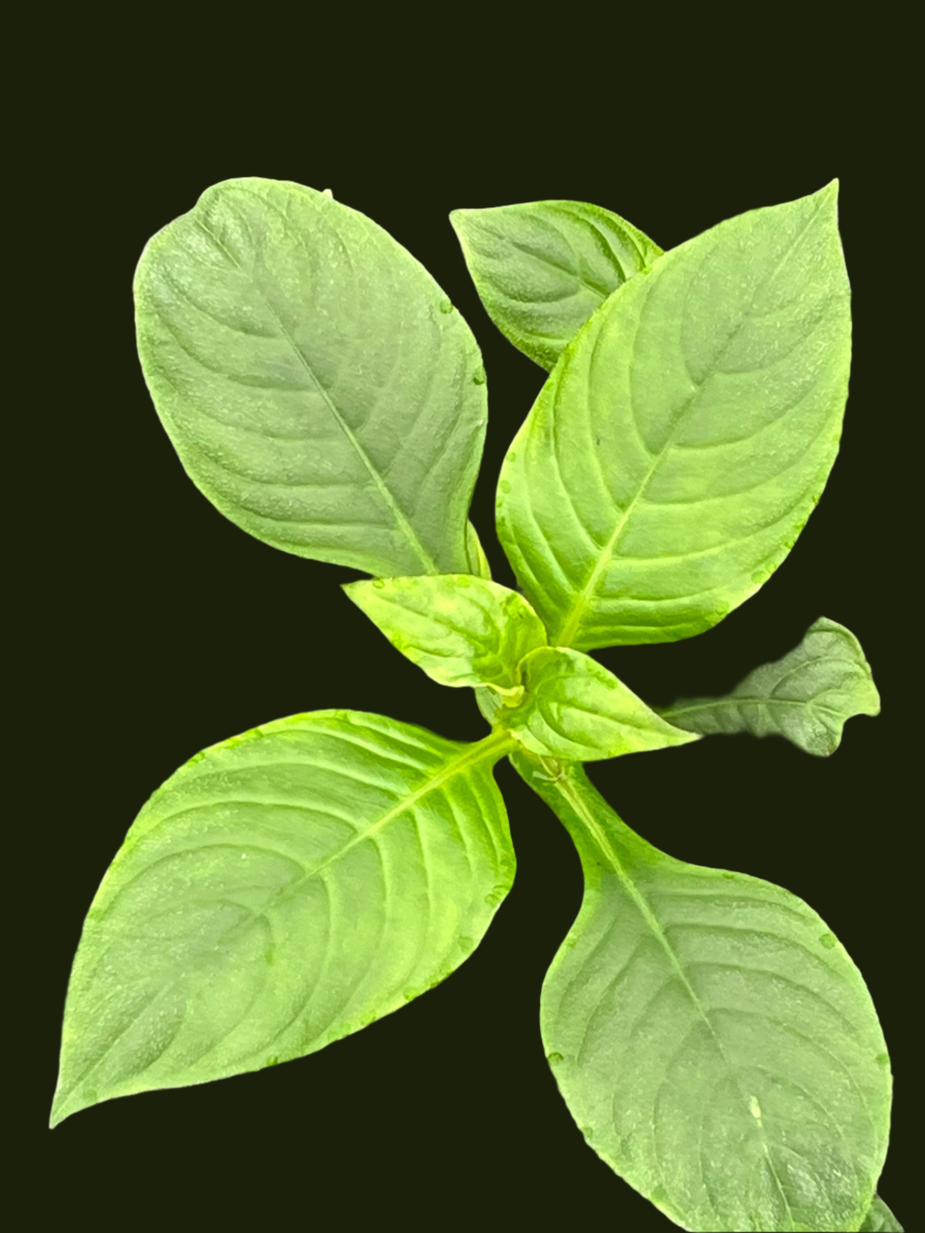 Hemiboea aff. subcapitata BO 15-100