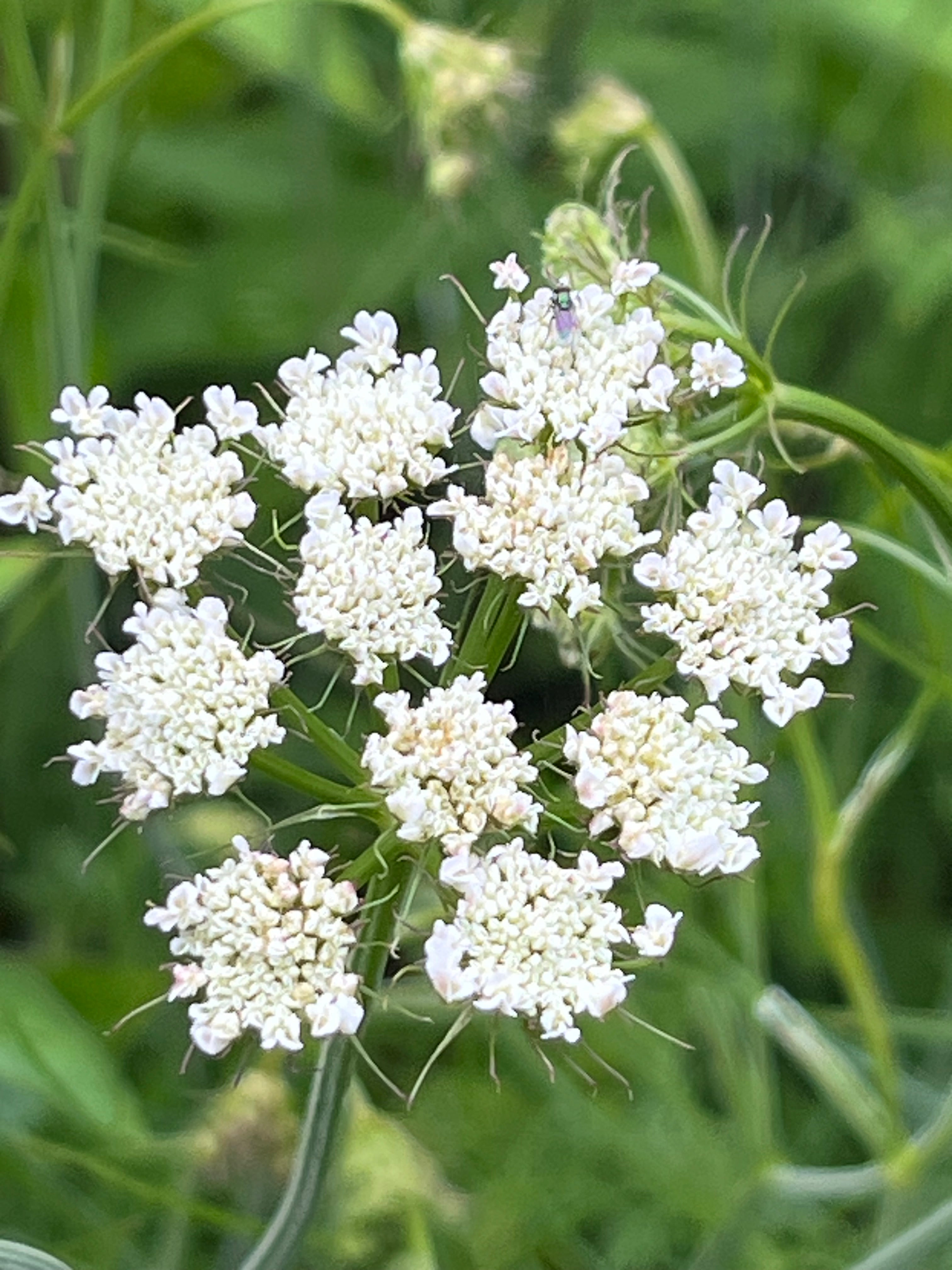Oenanthe pimpinelloides