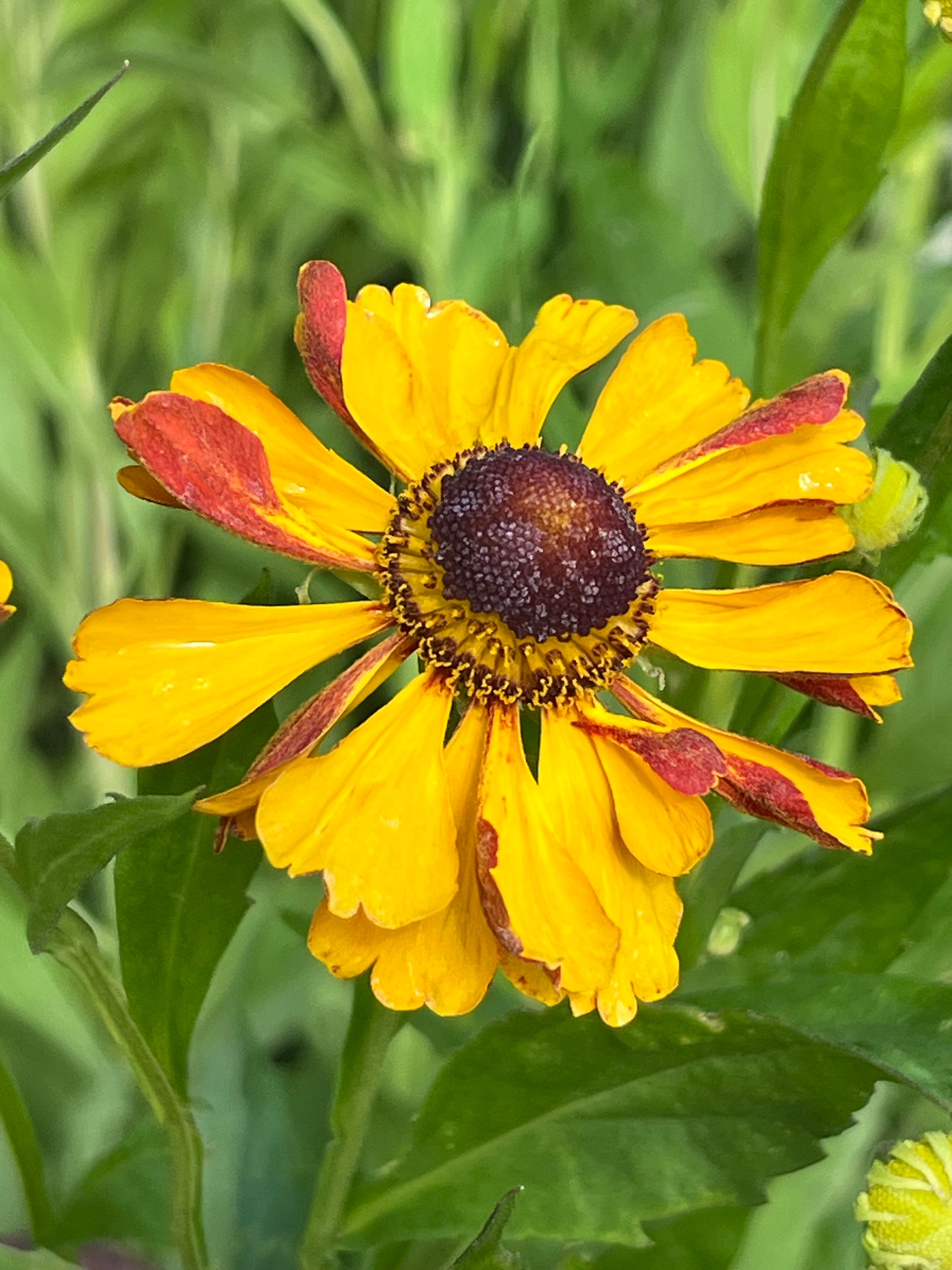 Helenium ‘Rauchtopas'