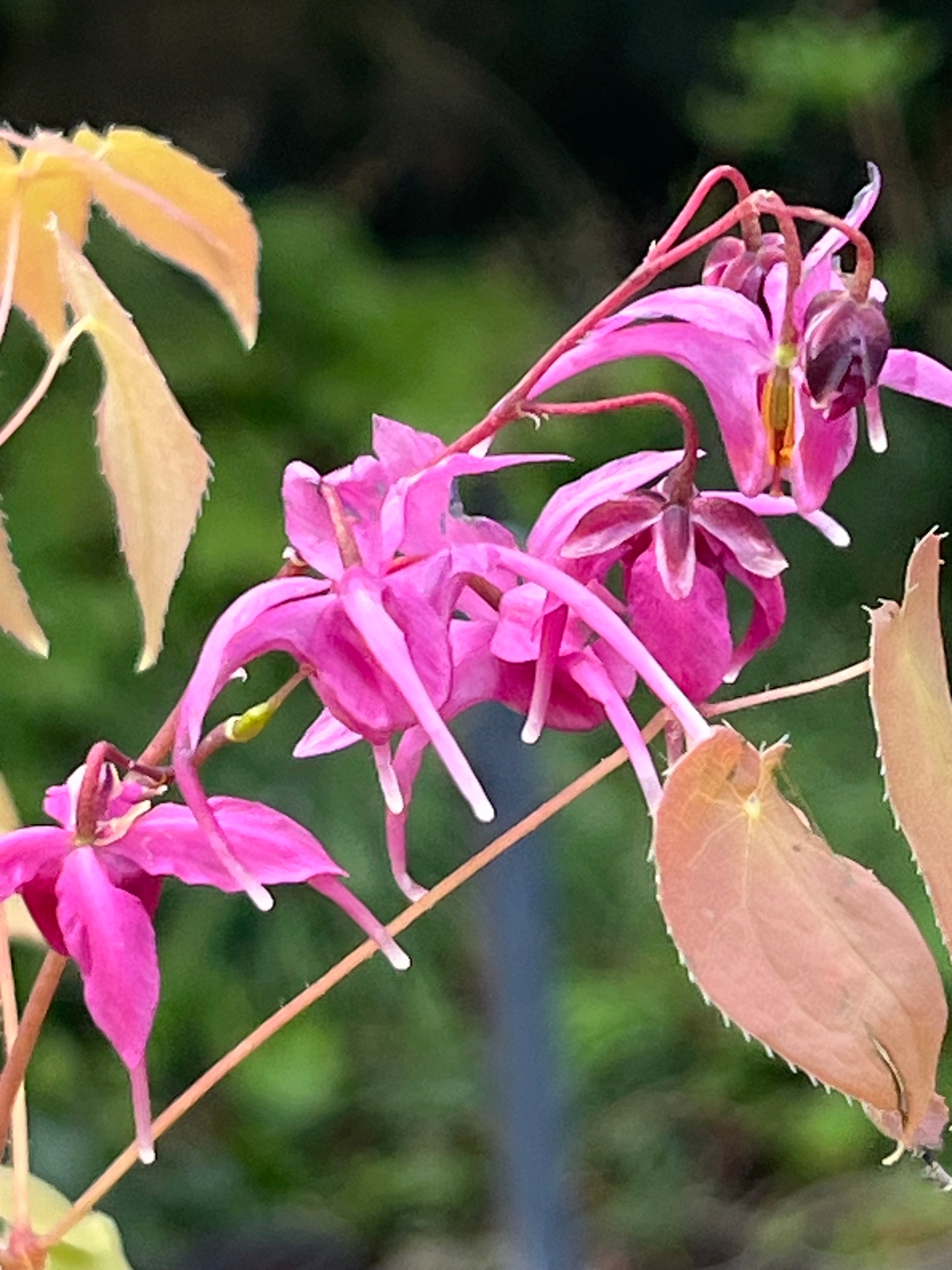 Epimedium grandiflorum ‘Crimson Queen’