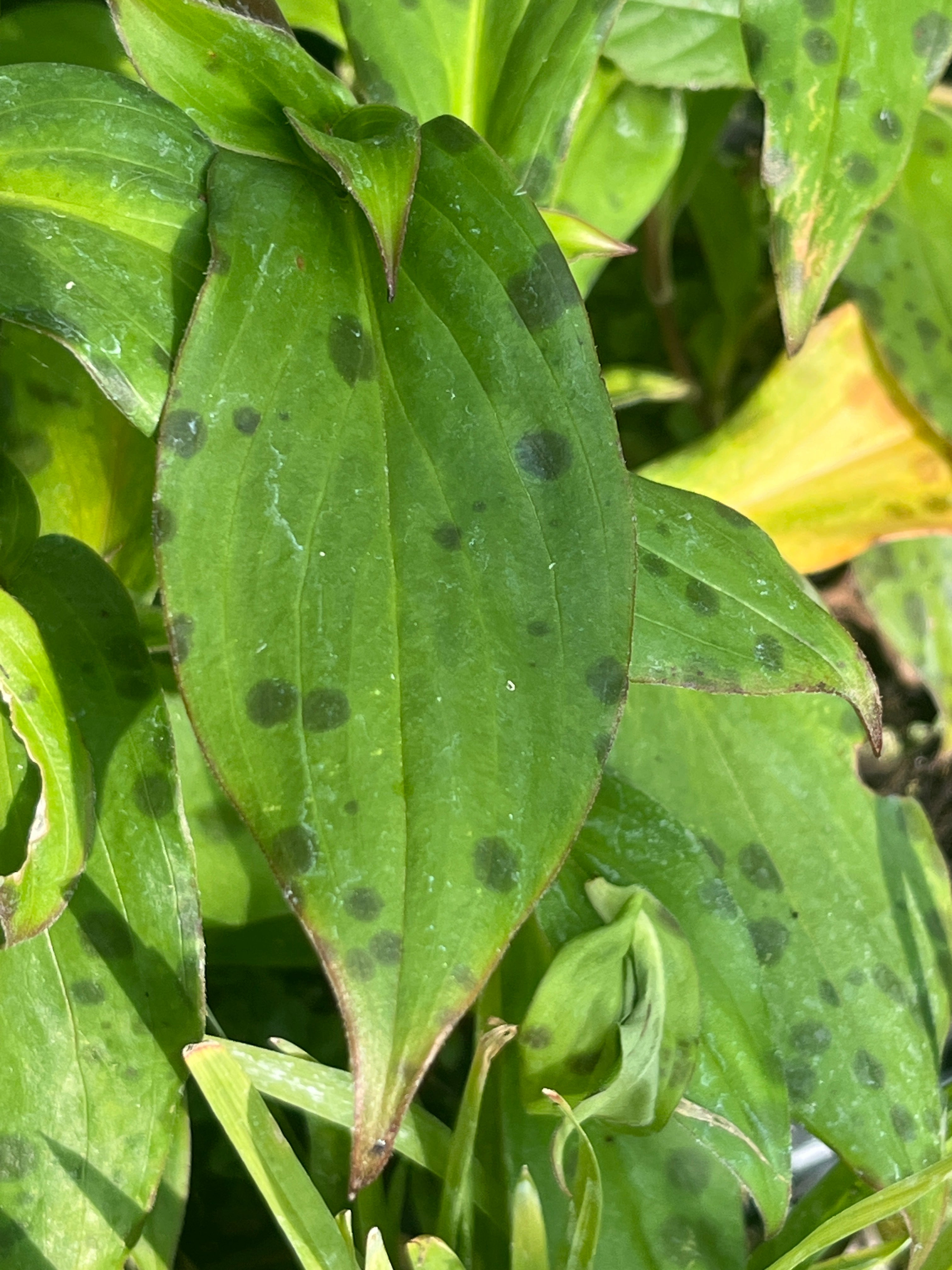 Tricyrtis formosana ‘Spotted Toad’