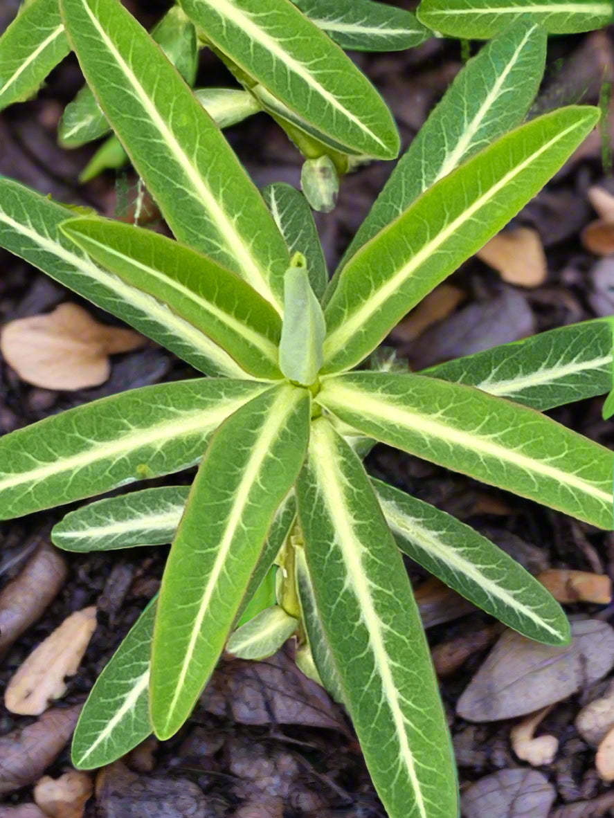 Euphorbia schillingii