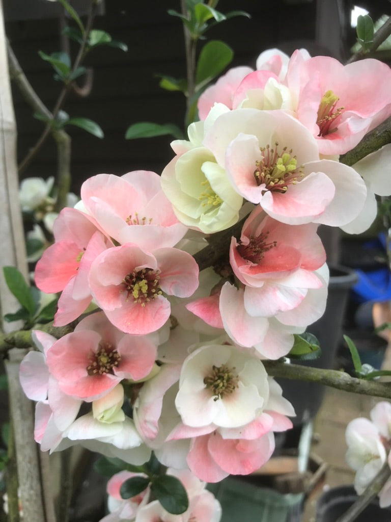 Chaenomeles speciosa ‘Moerloosei’ AGM