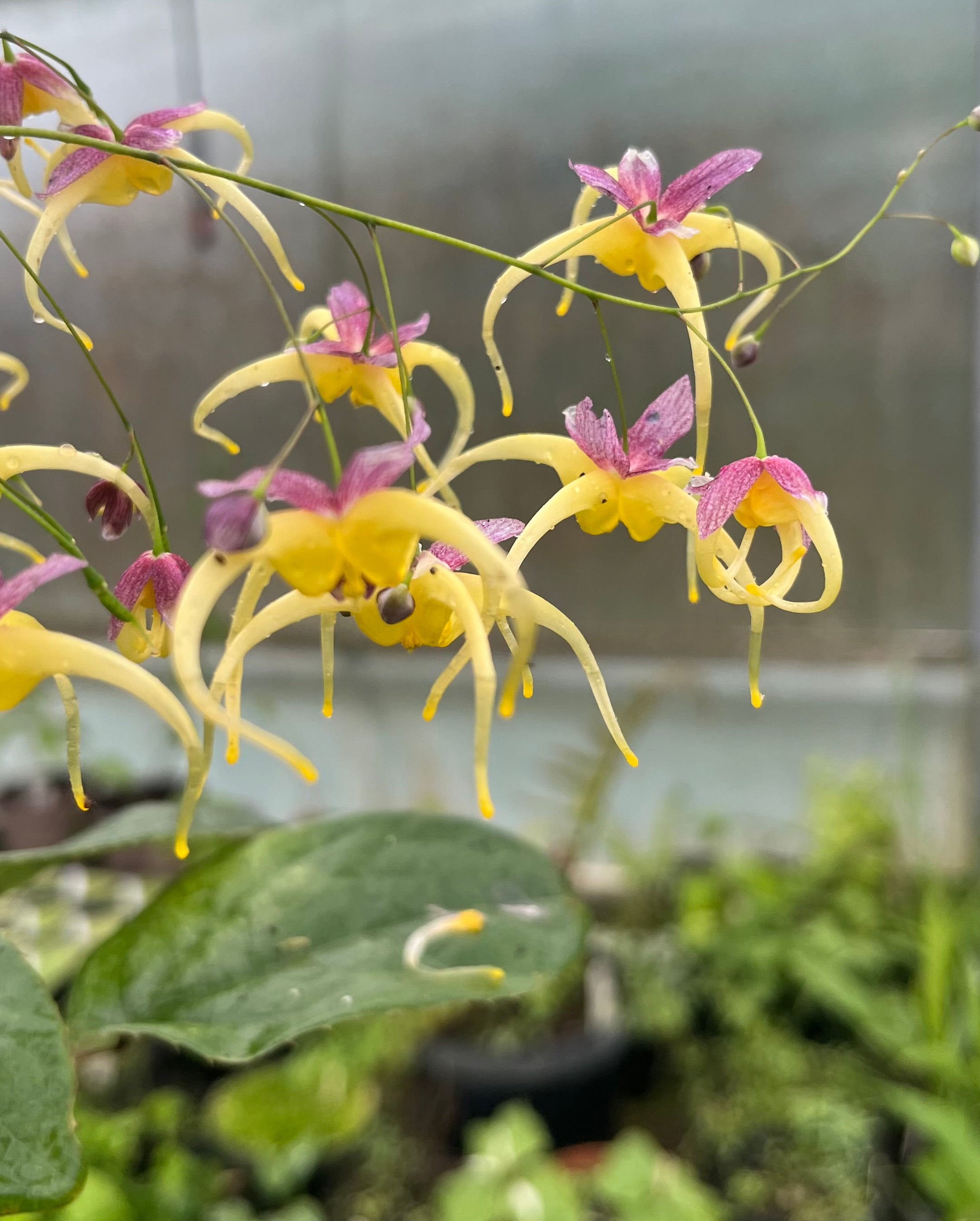 Epimedium 'Space Wagon'