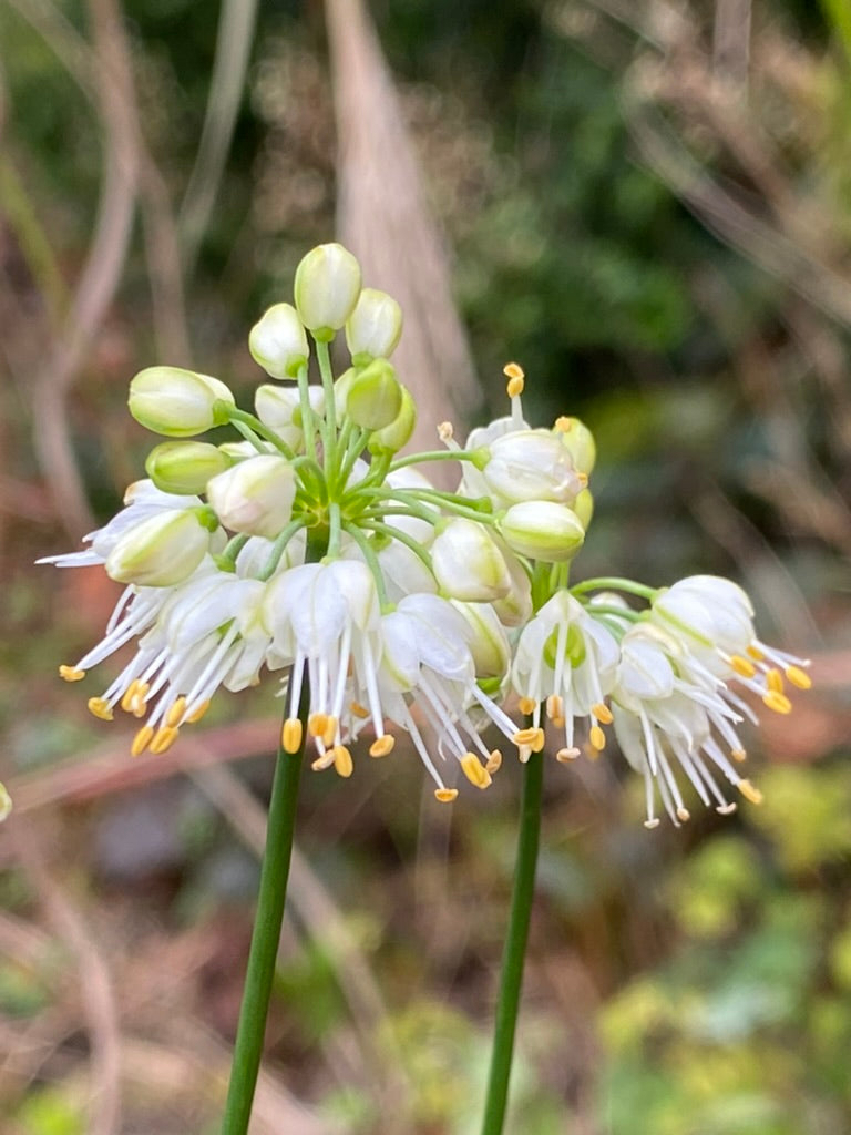 Allium thunbergii ‘alba'