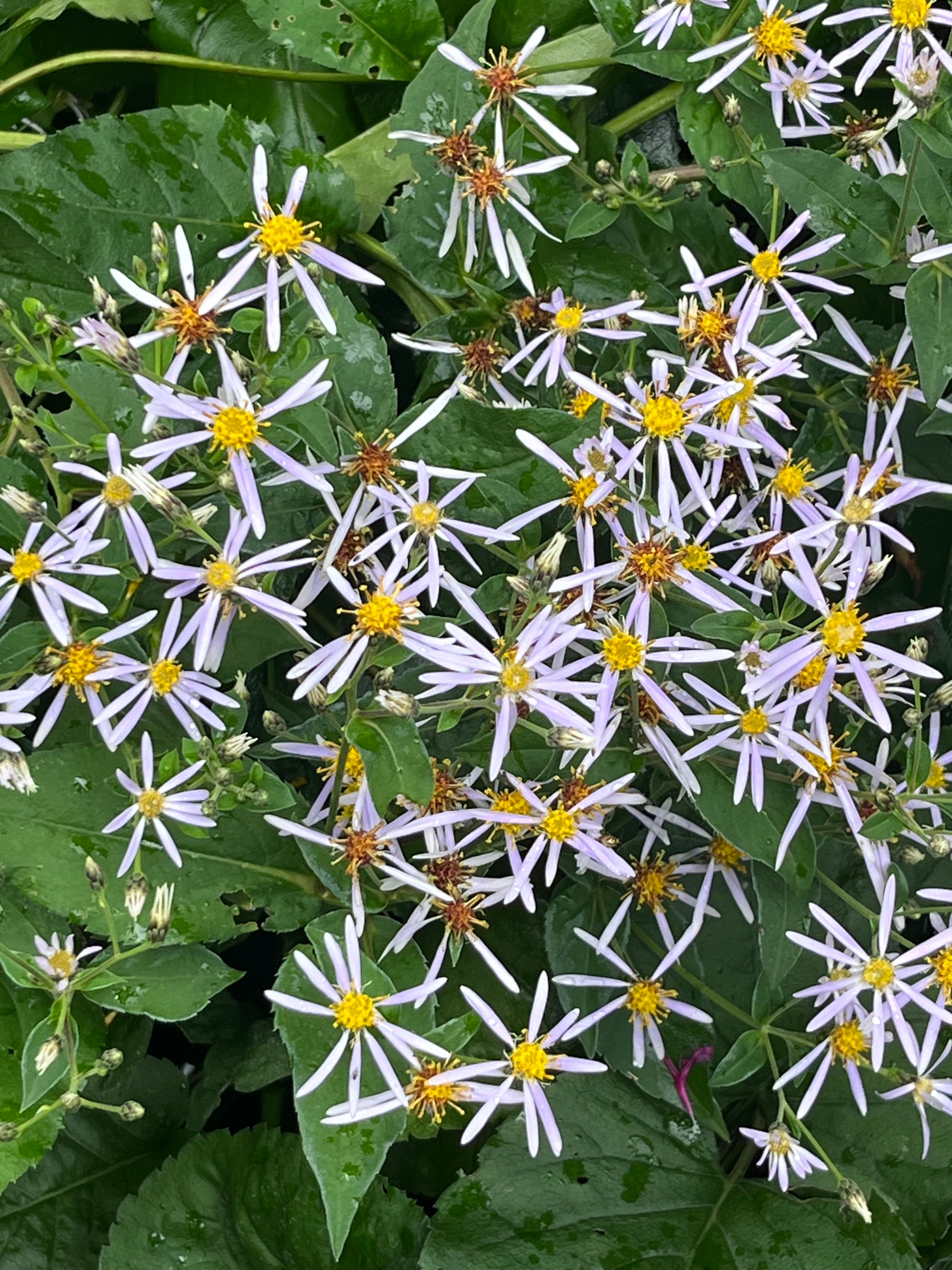 Eurybia macrophylla