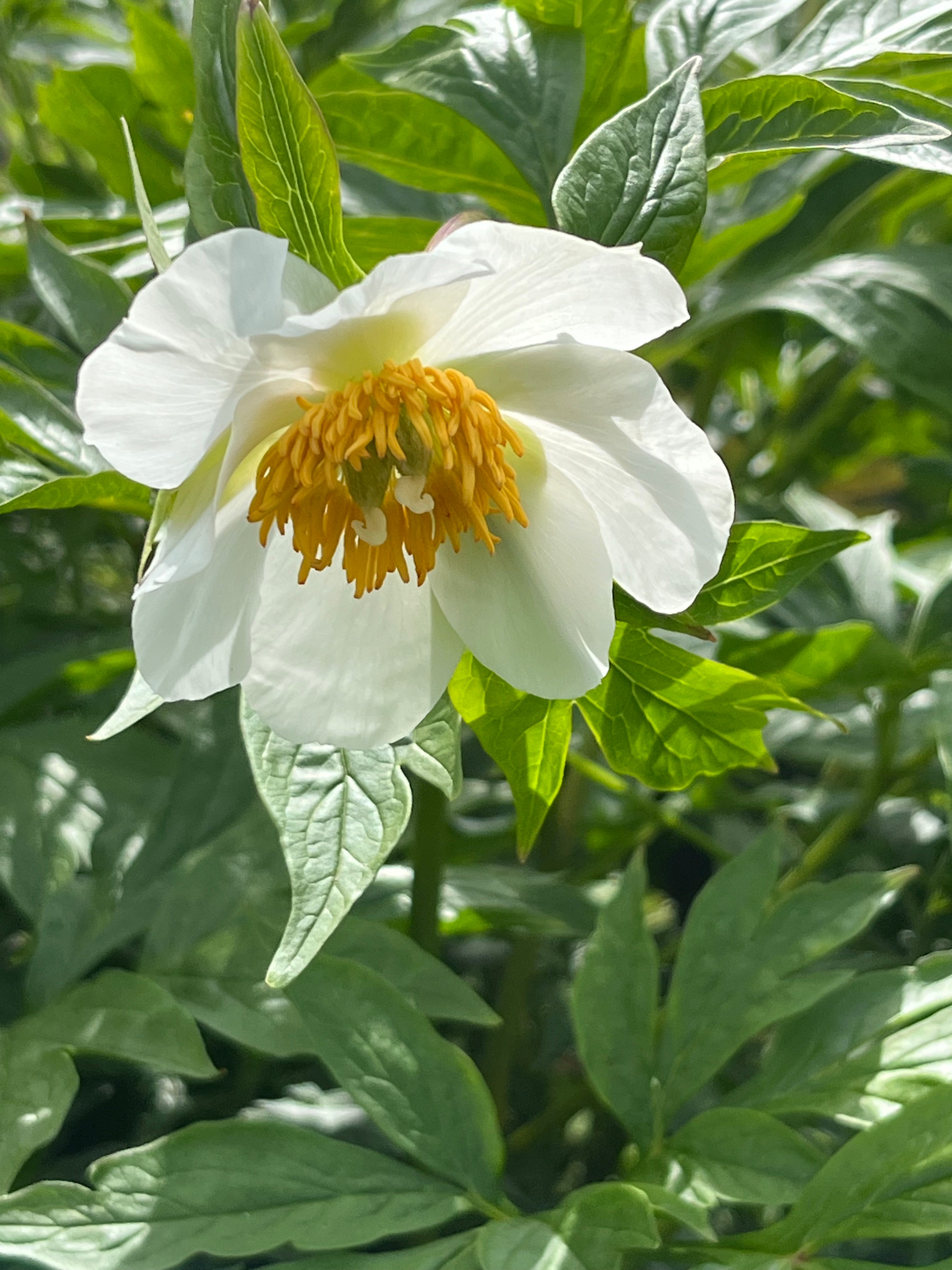Paeonia emodi
