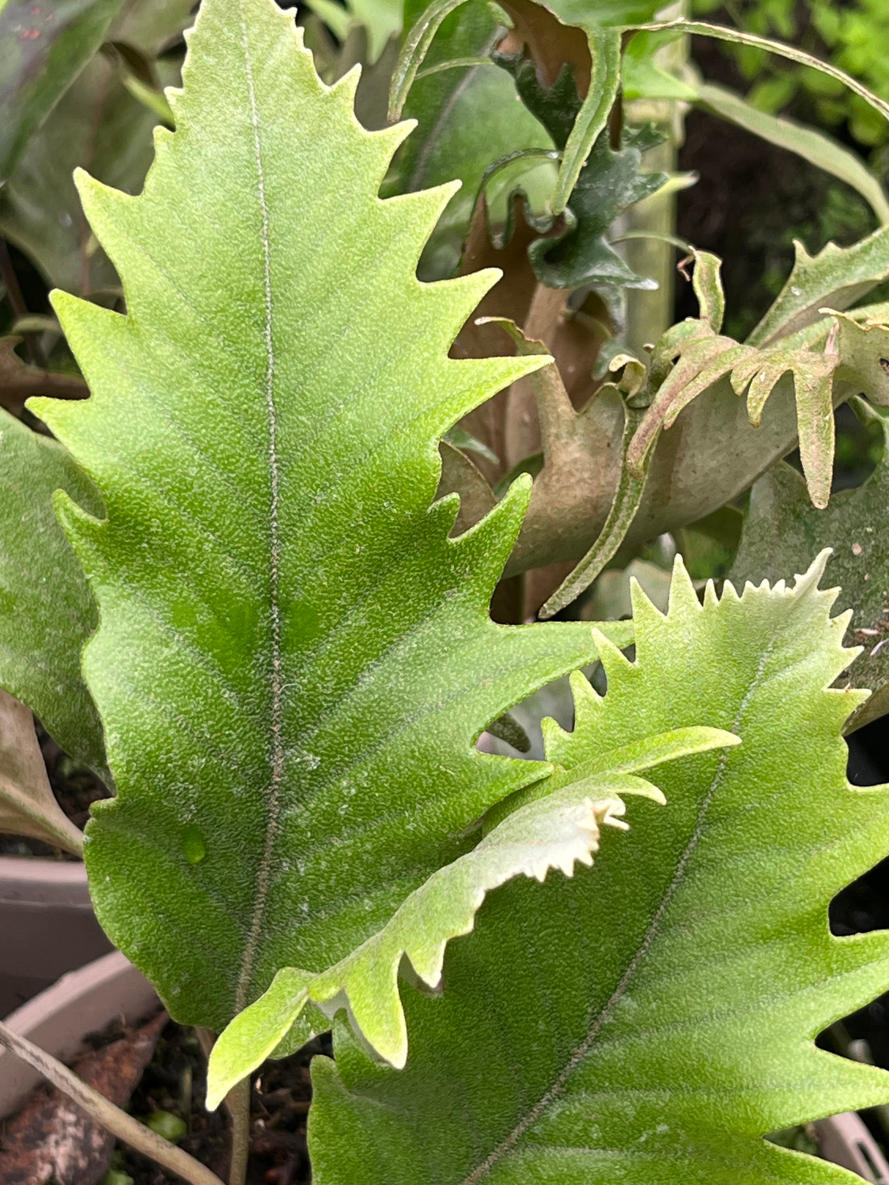 Pyrrosia lingua 'Hiryu'