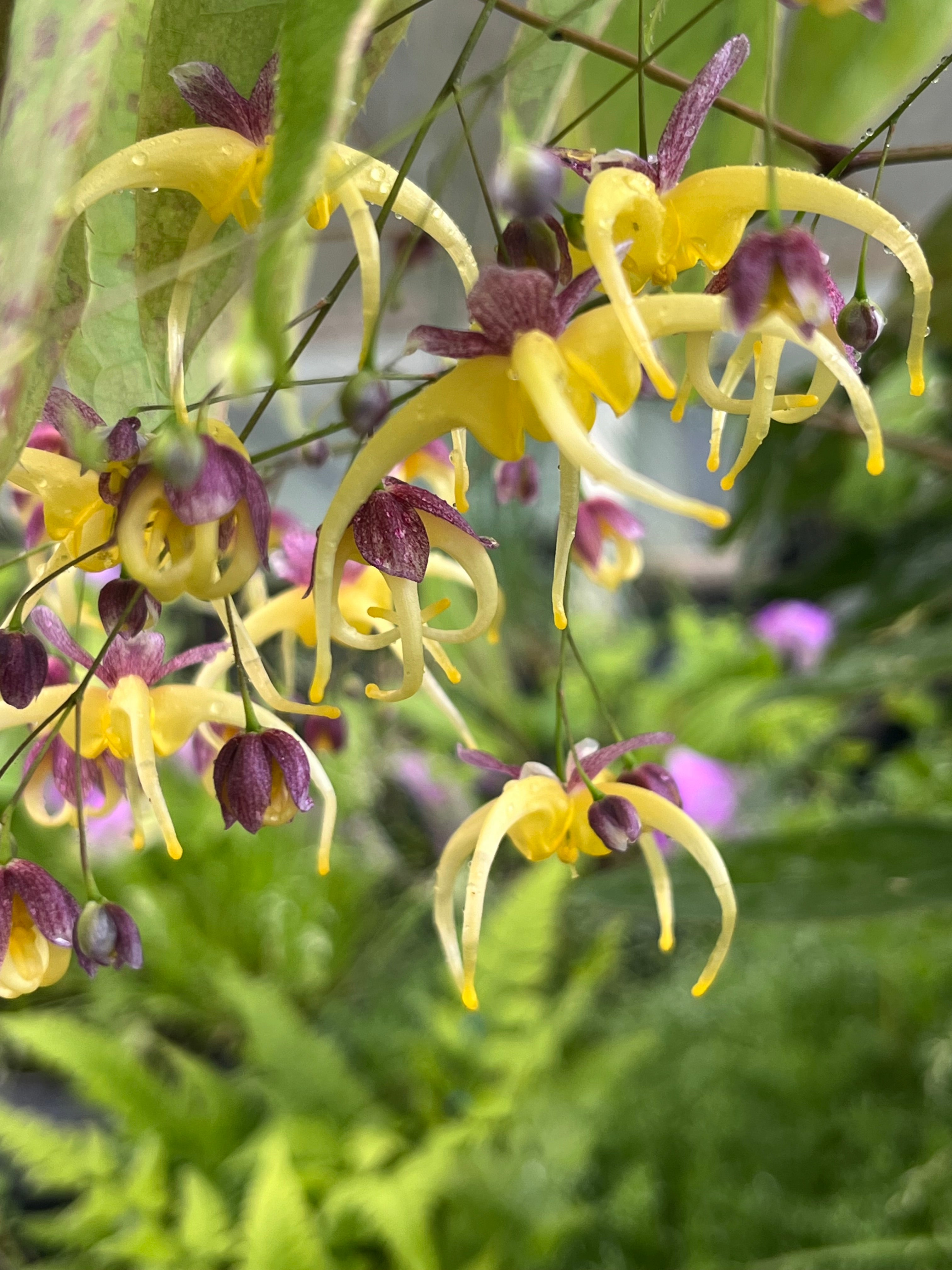 Epimedium 'Space Wagon'