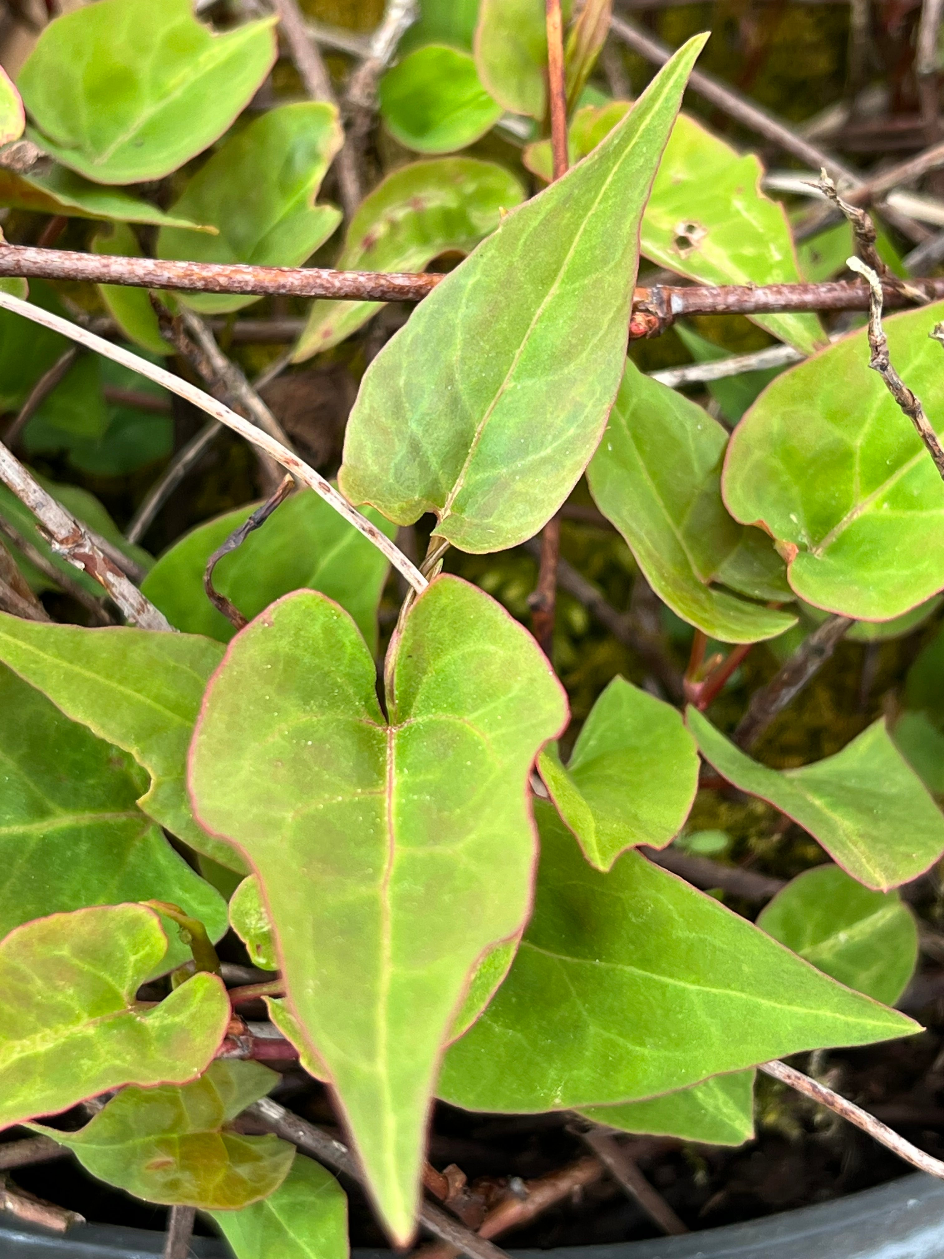 Fallopia multiflora (syn.Polygonum multiflorum)
