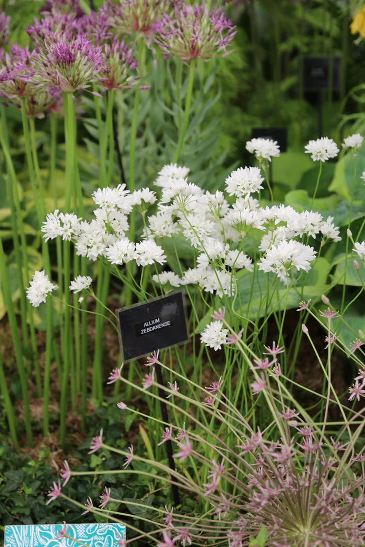 Allium zebdanense