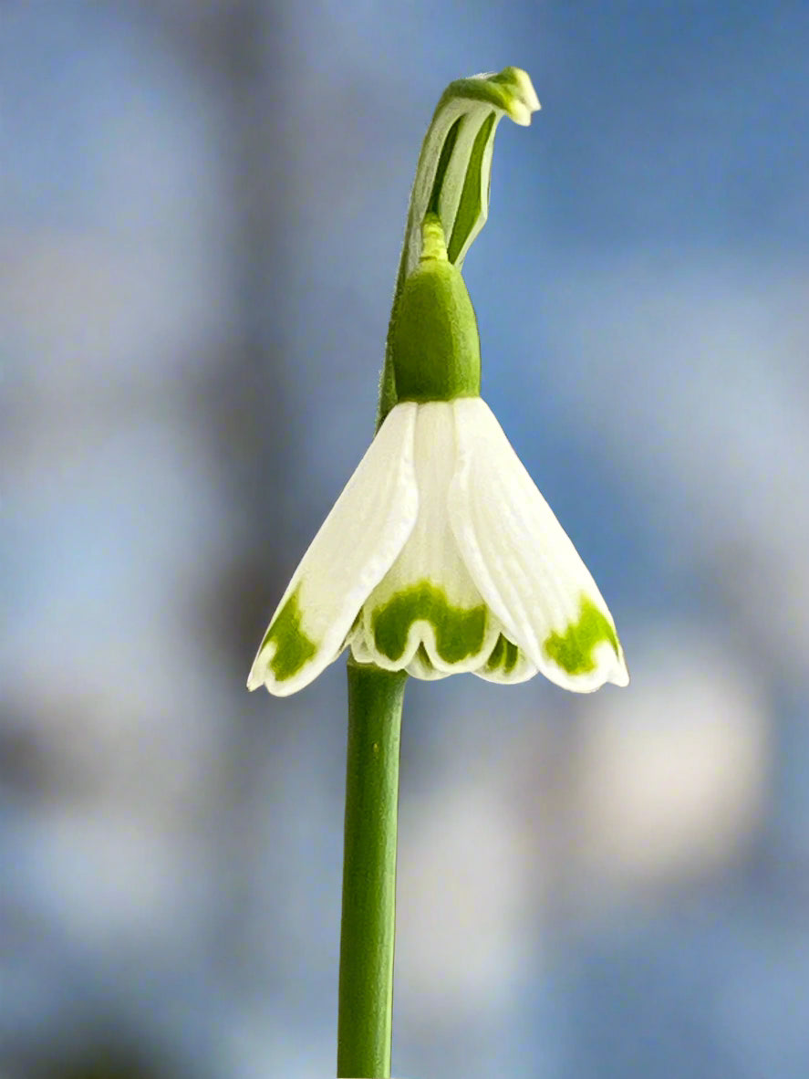 Galanthus nivalis 'Nanou d'Amour'