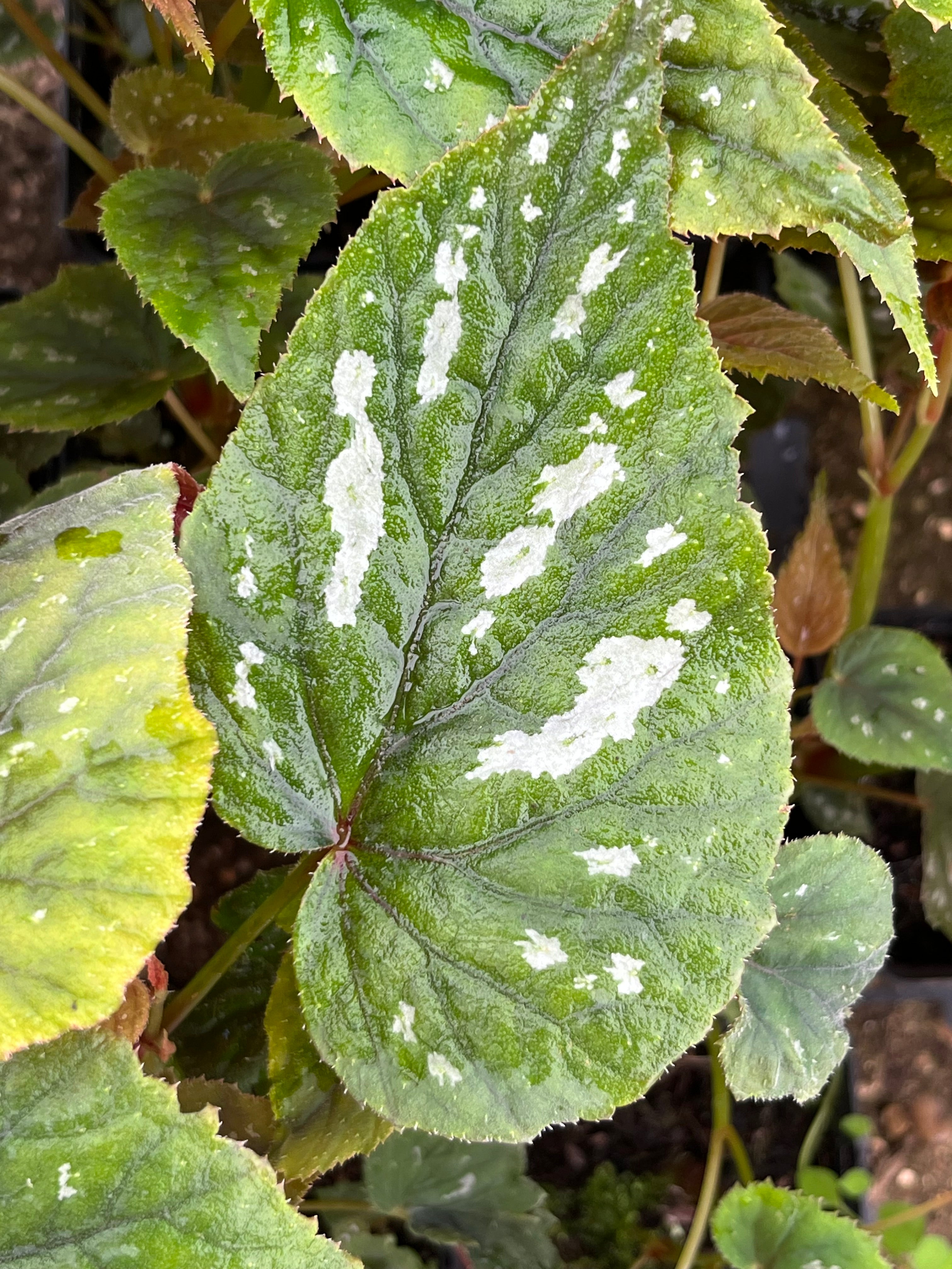 Begonia grandis subsp. holostyla 'Nanjiang Silver'