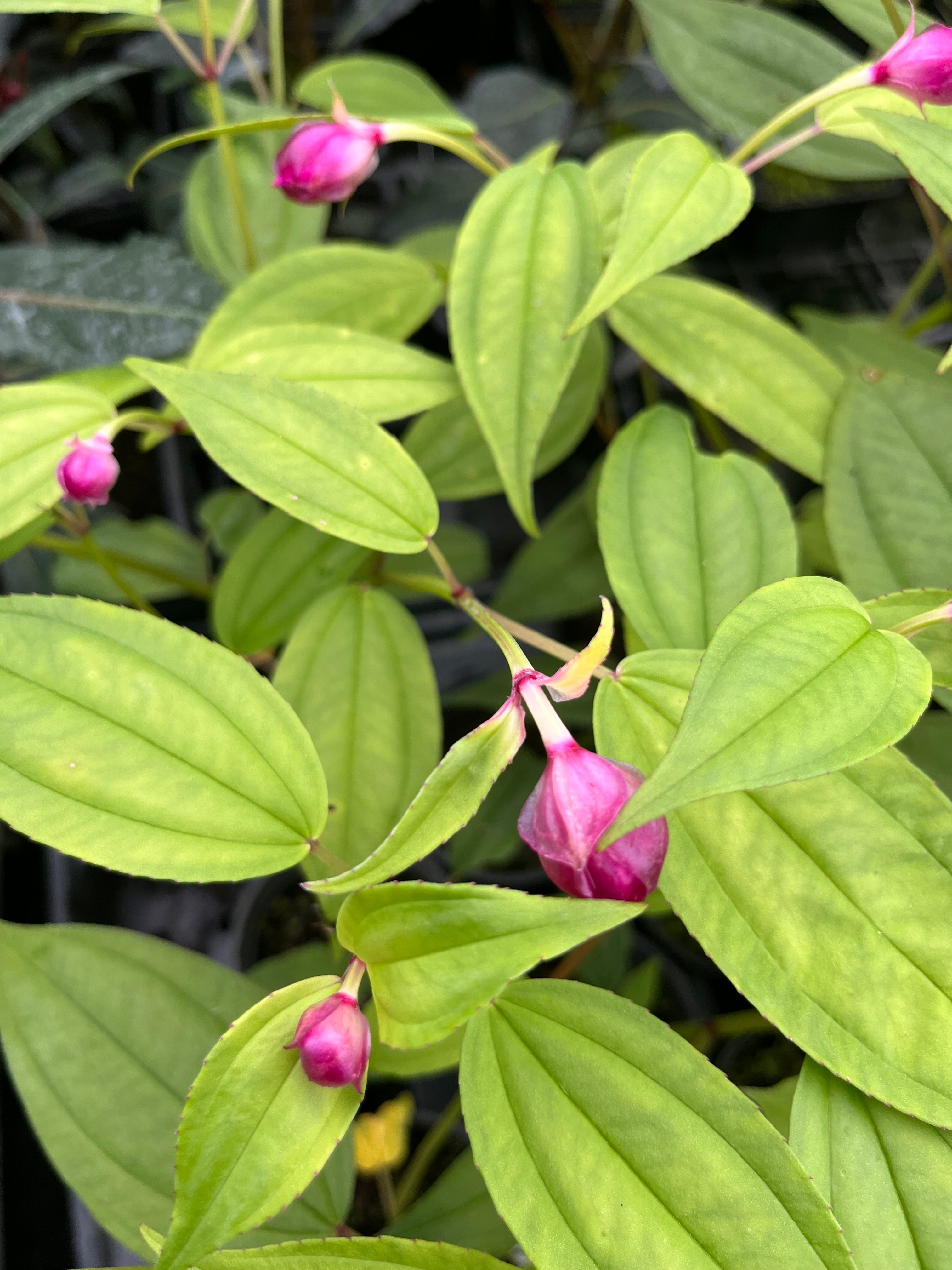 Fordiophyton faberi