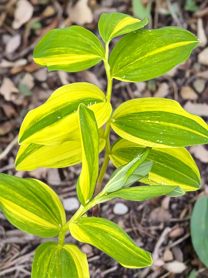 Polygonatum odoratum 'Koudanishiki'