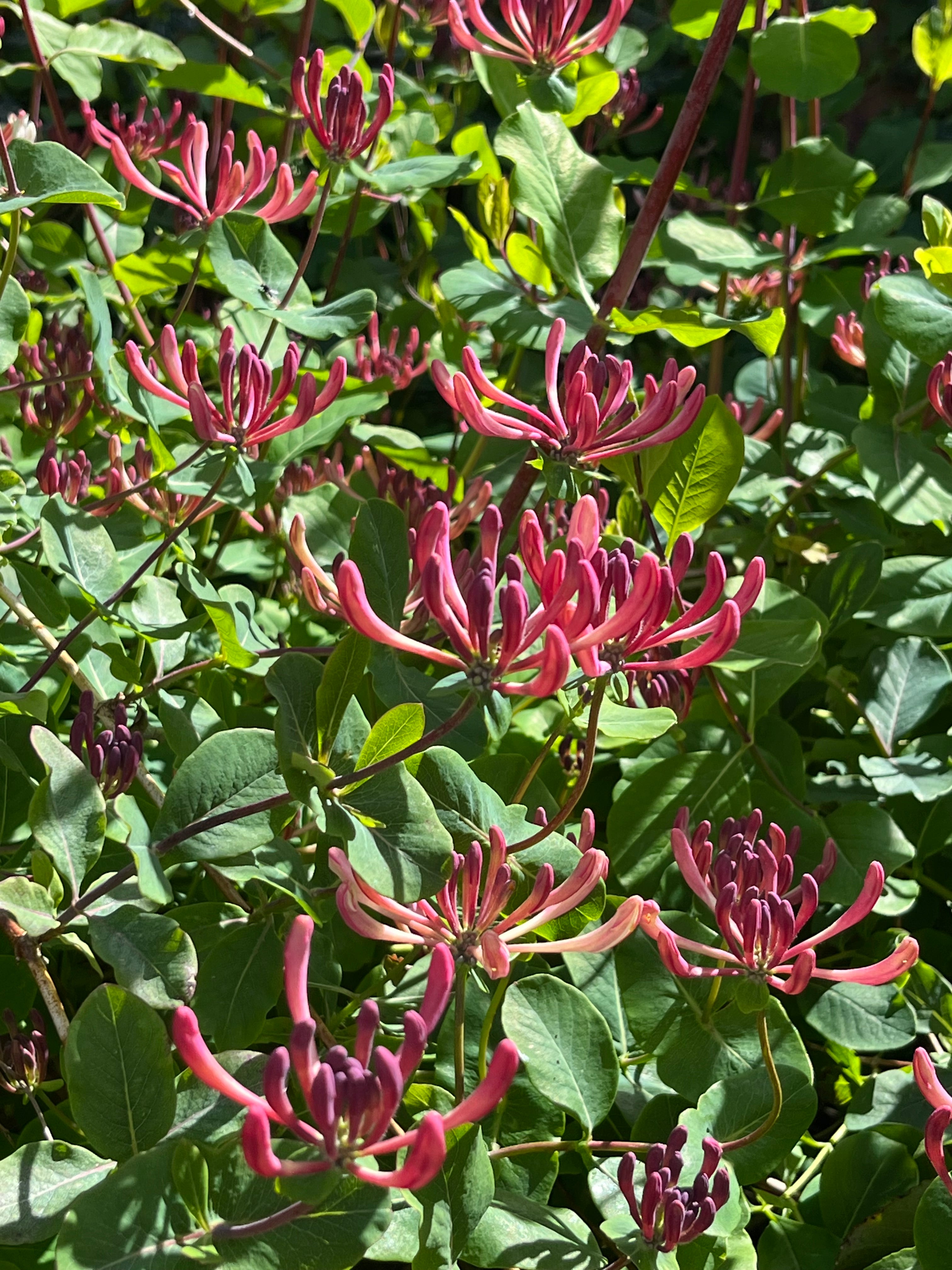 Lonicera x americana