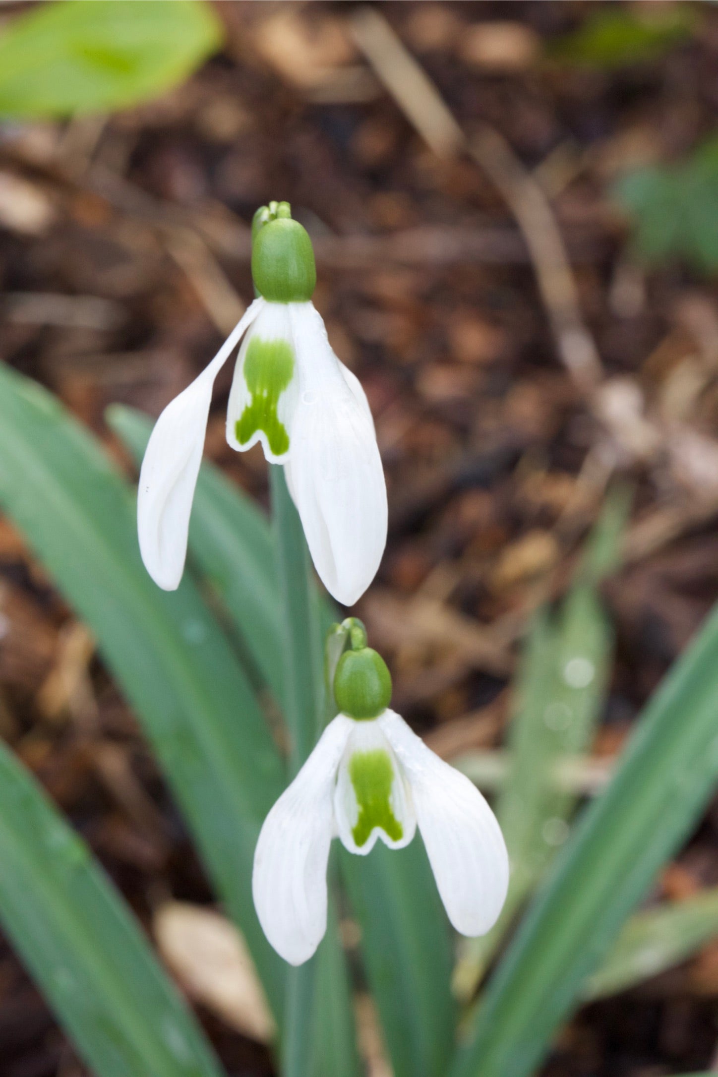 Galanthus ‘Lord Lieutenant’
