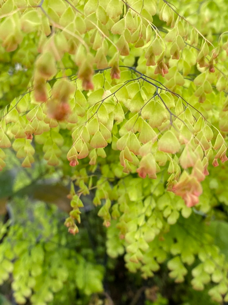 Adiantum venustum (true)