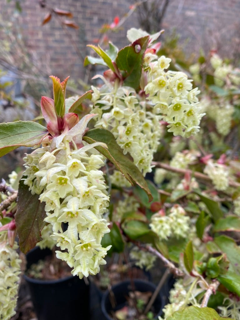 Ribes laurifolium &#39;Rosemoor Form&#39;