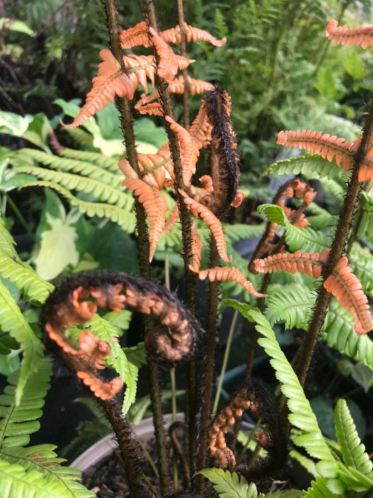 Dryopteris wallichiana &#39;Jurassic Gold&#39;