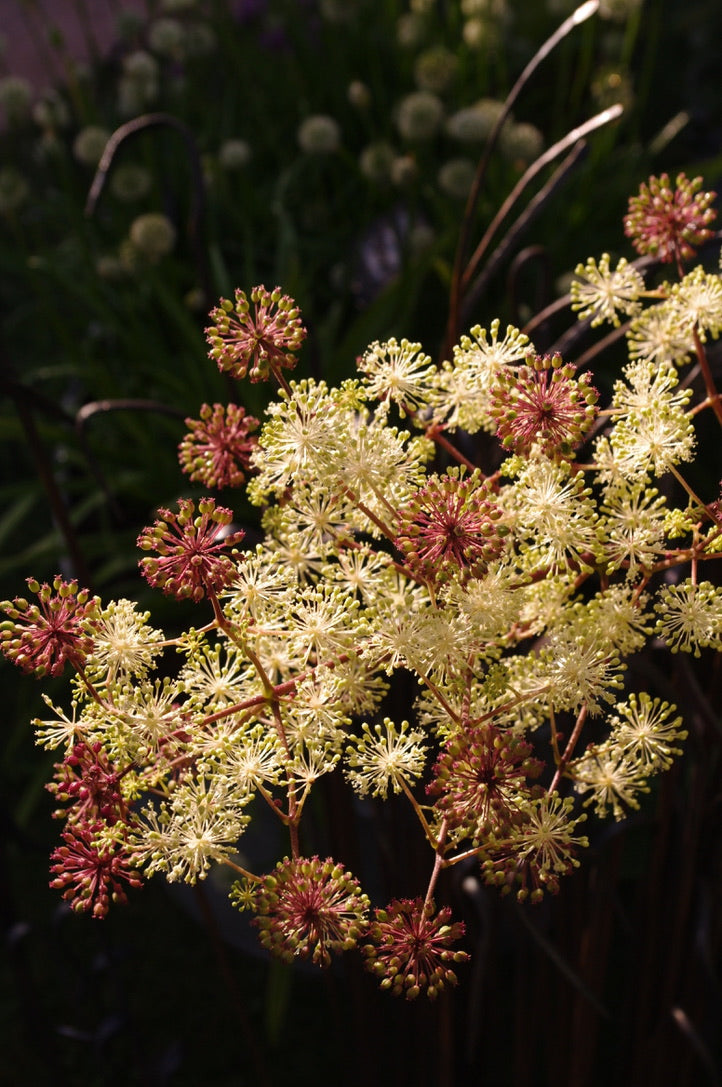 Aralia cordata