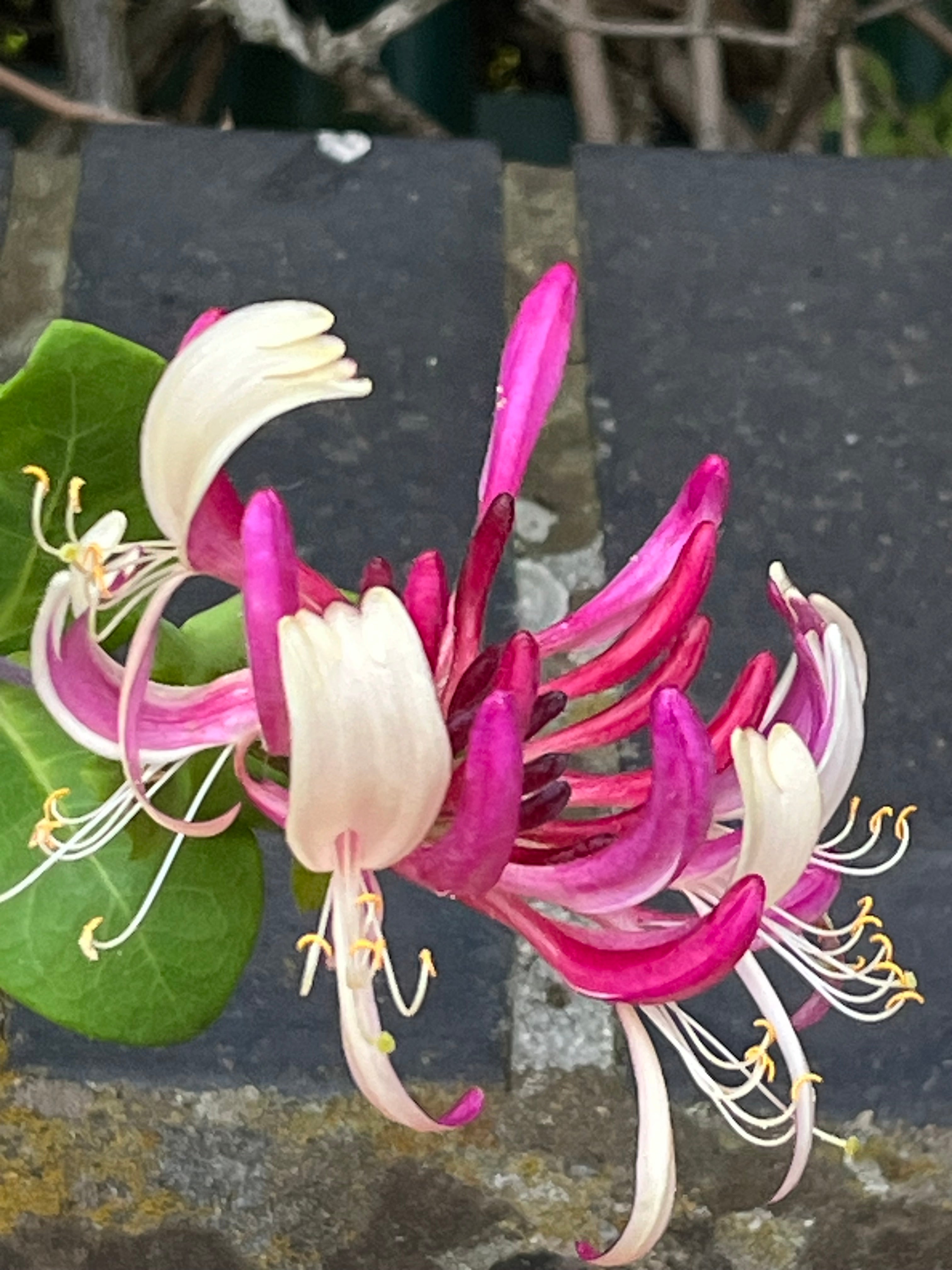 Lonicera periclymenum 'Serotina'