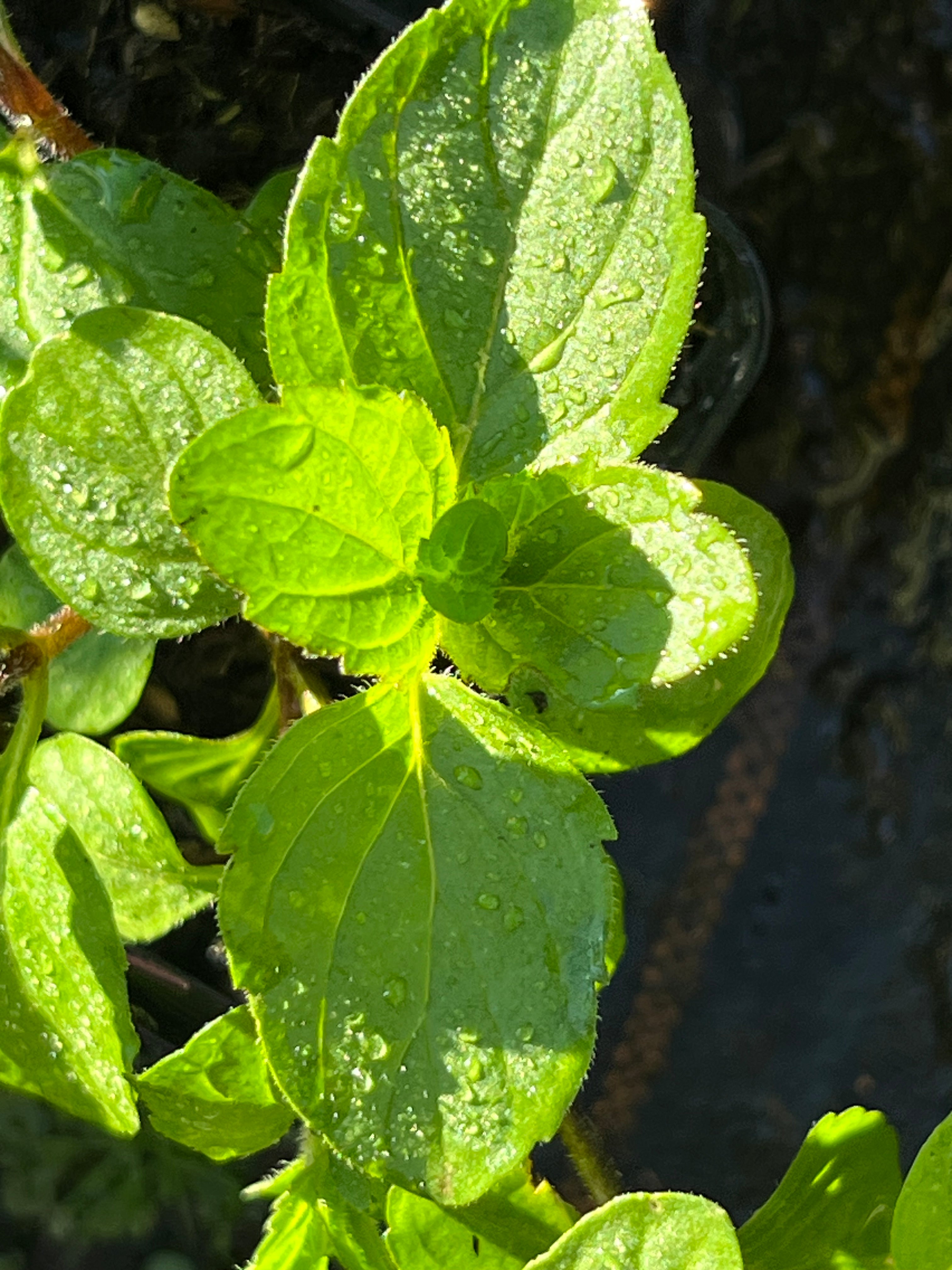 Mentha x piperita f. citrata ‘Tangerine’