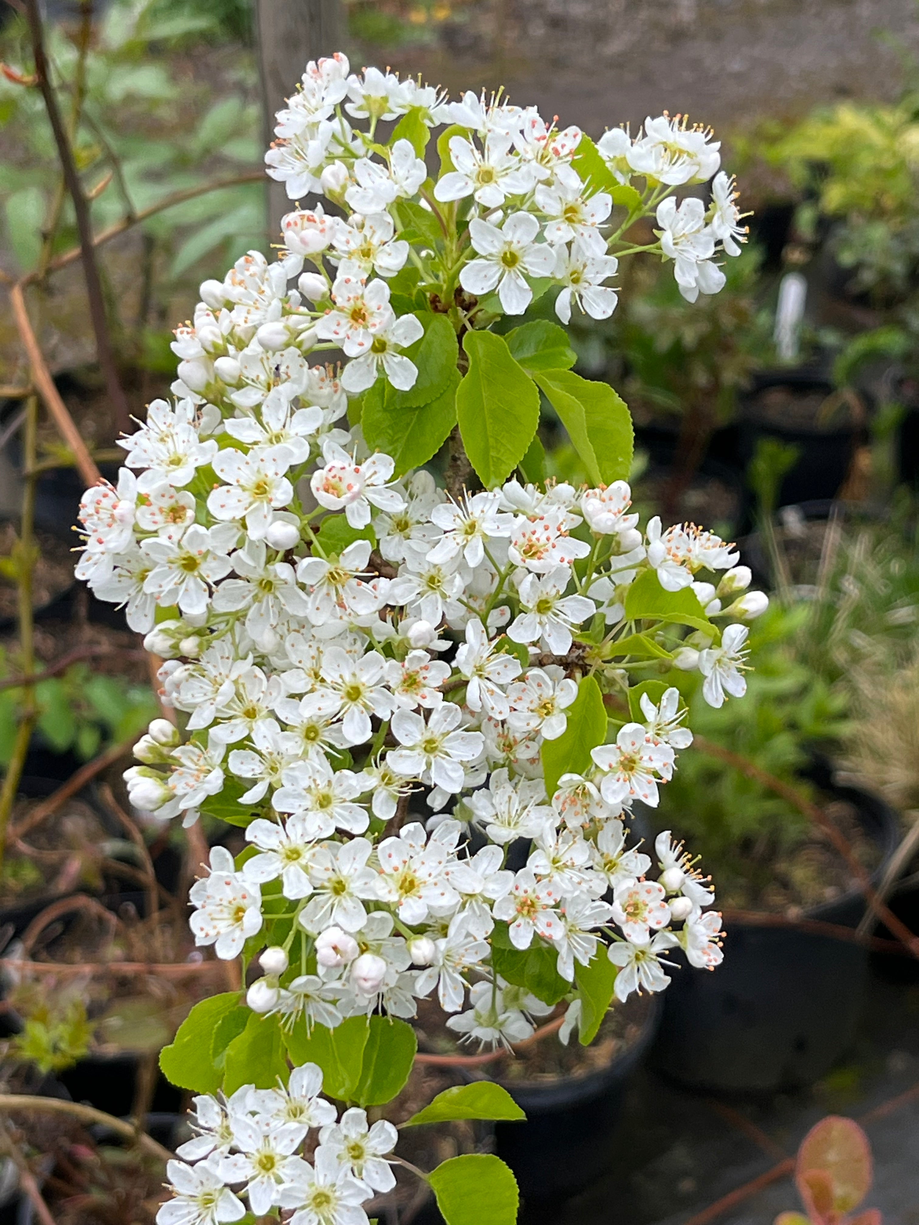 Prunus cerasus