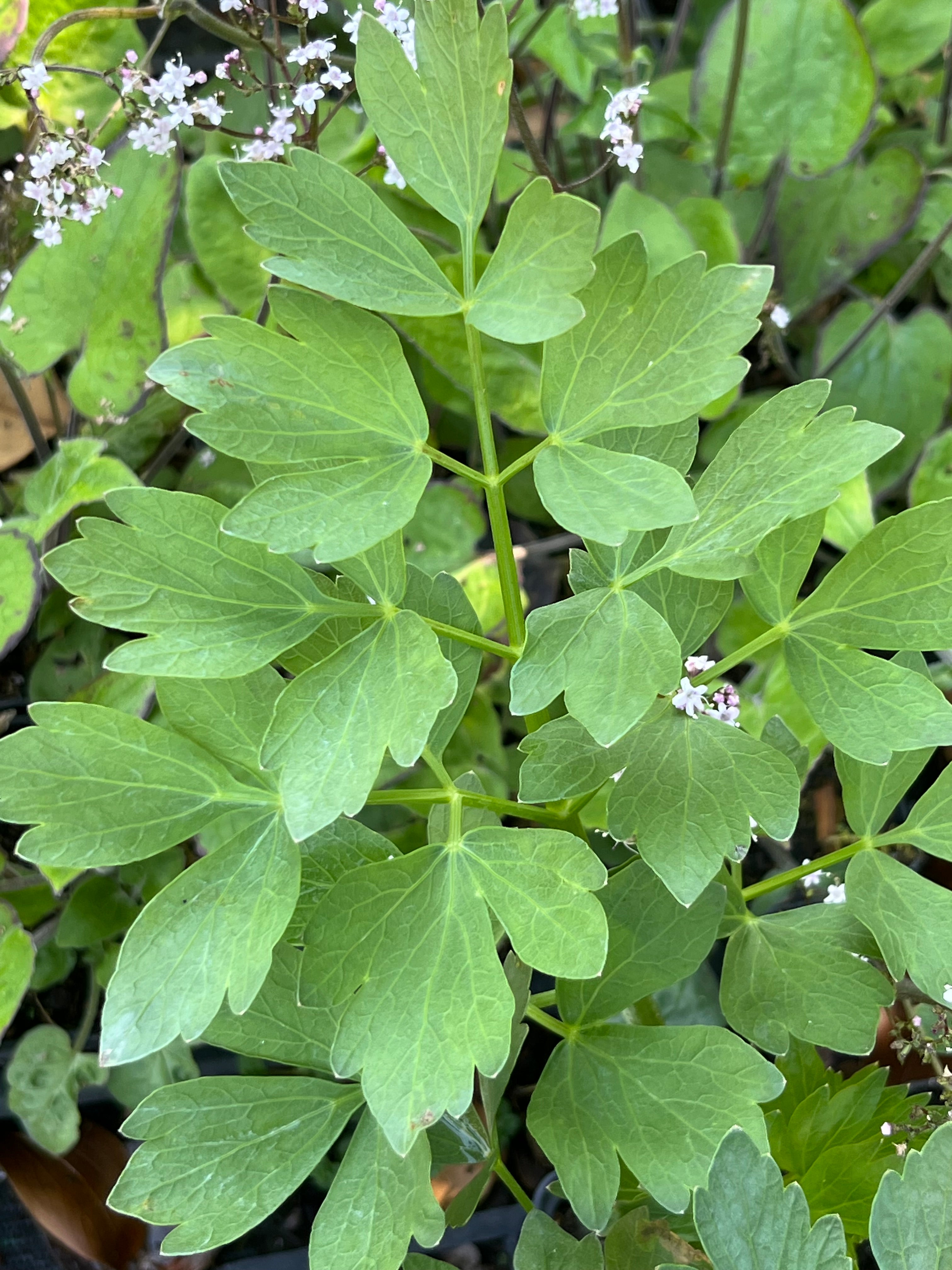 Levisticum officinale