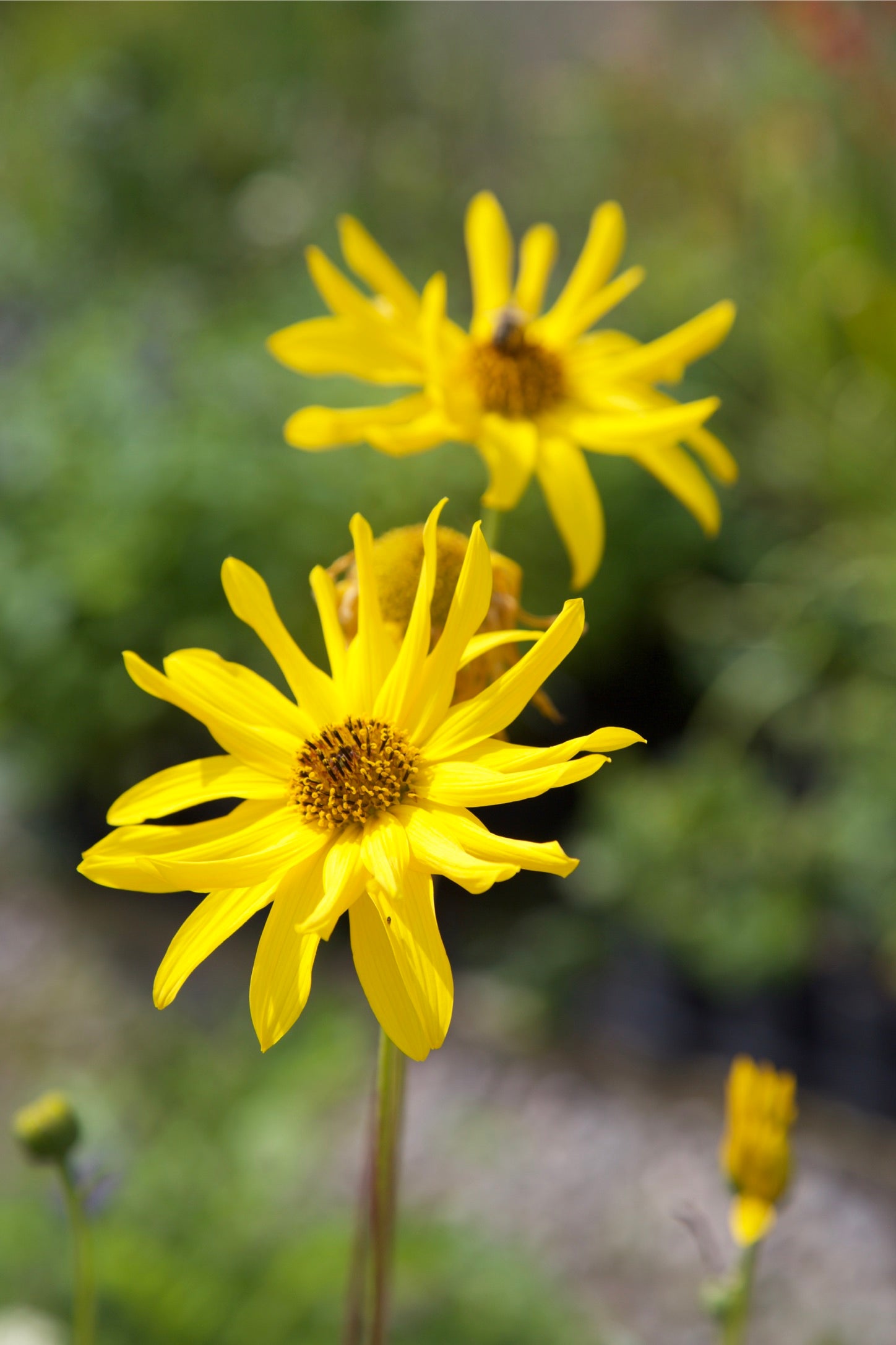 Helianthus 'Miss Melish'