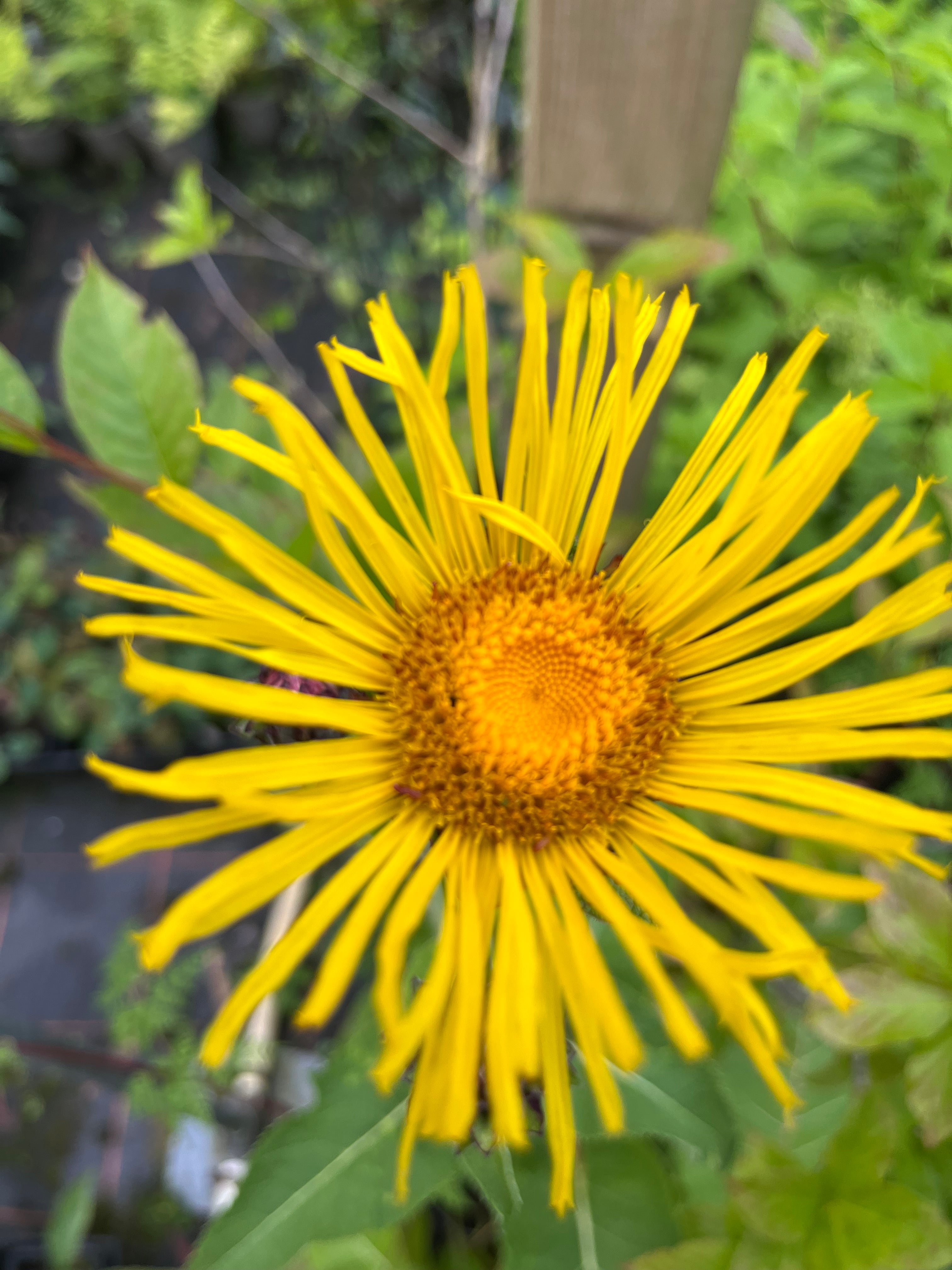 Inula magnifica