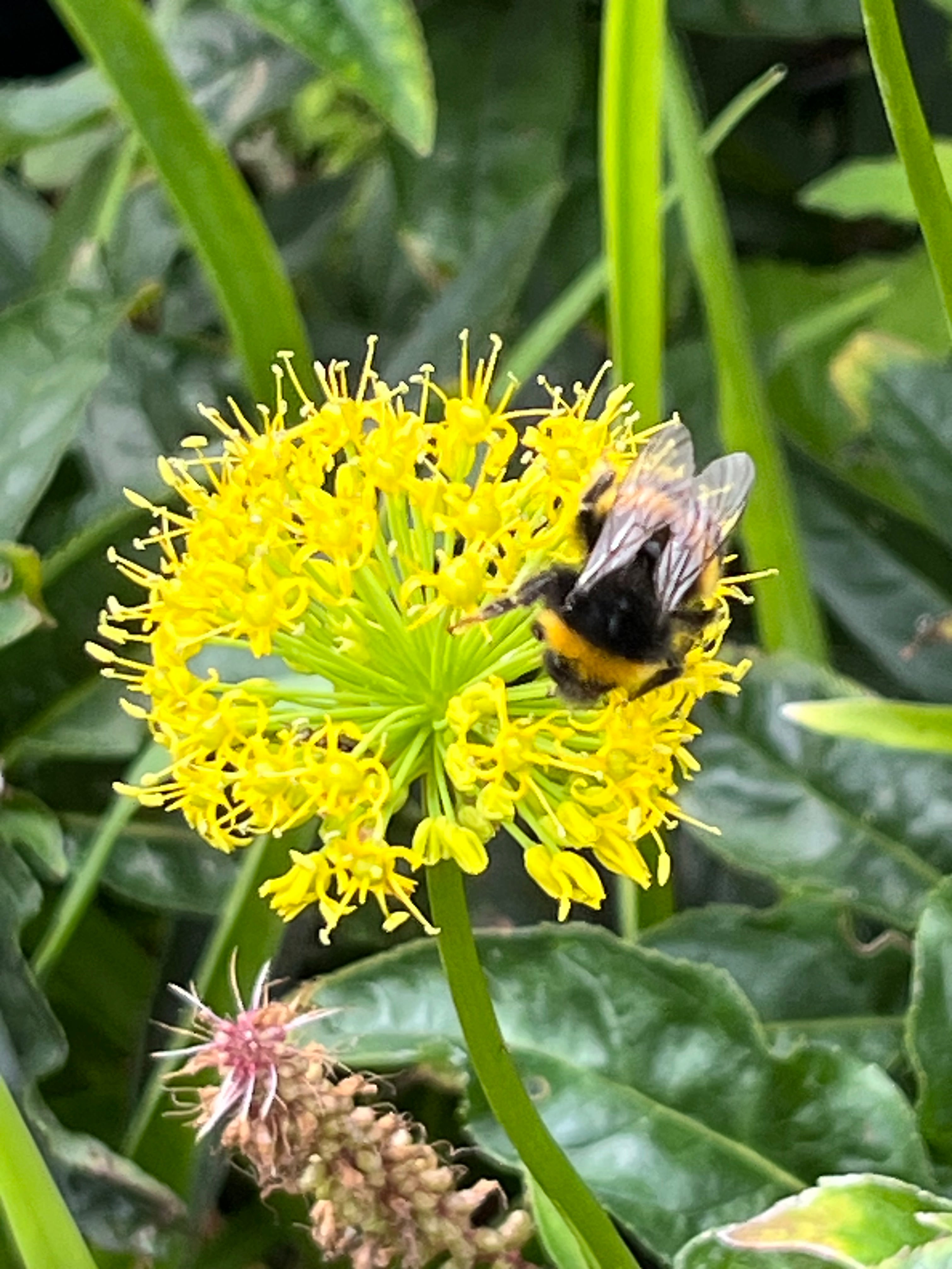 Allium hookeri var. muliense
