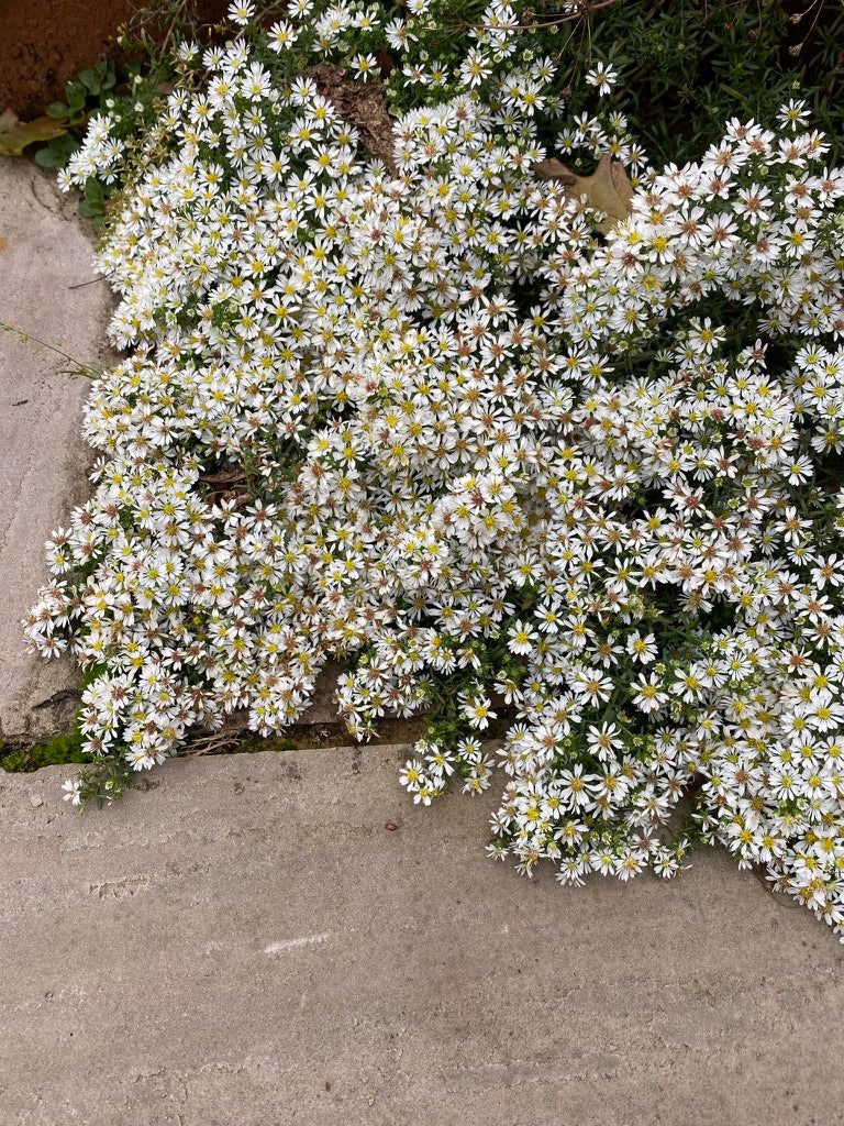 Symphyotrichum ericoides f. prostratum ‘Snow Flurry’ AGM