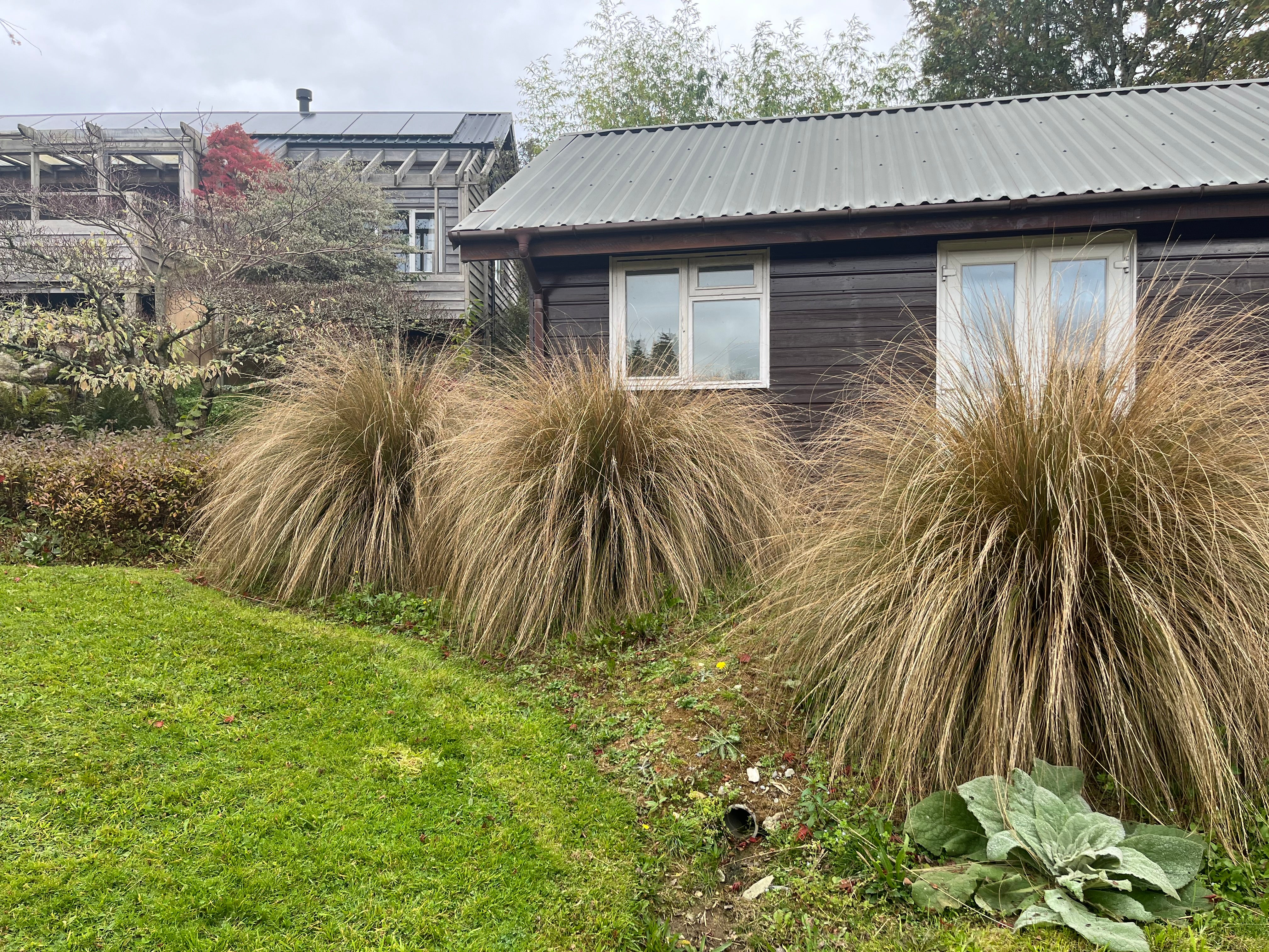 Chionochloa rubra