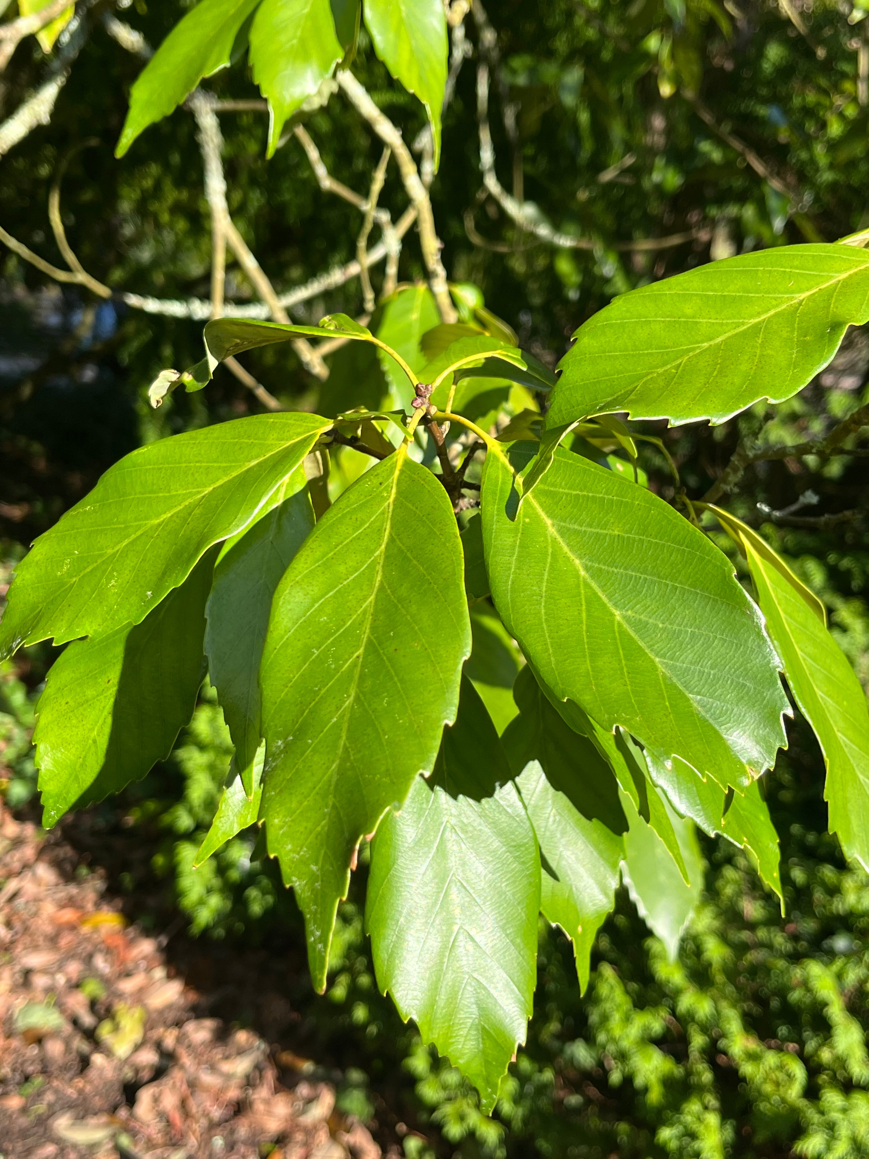 Quercus glauca