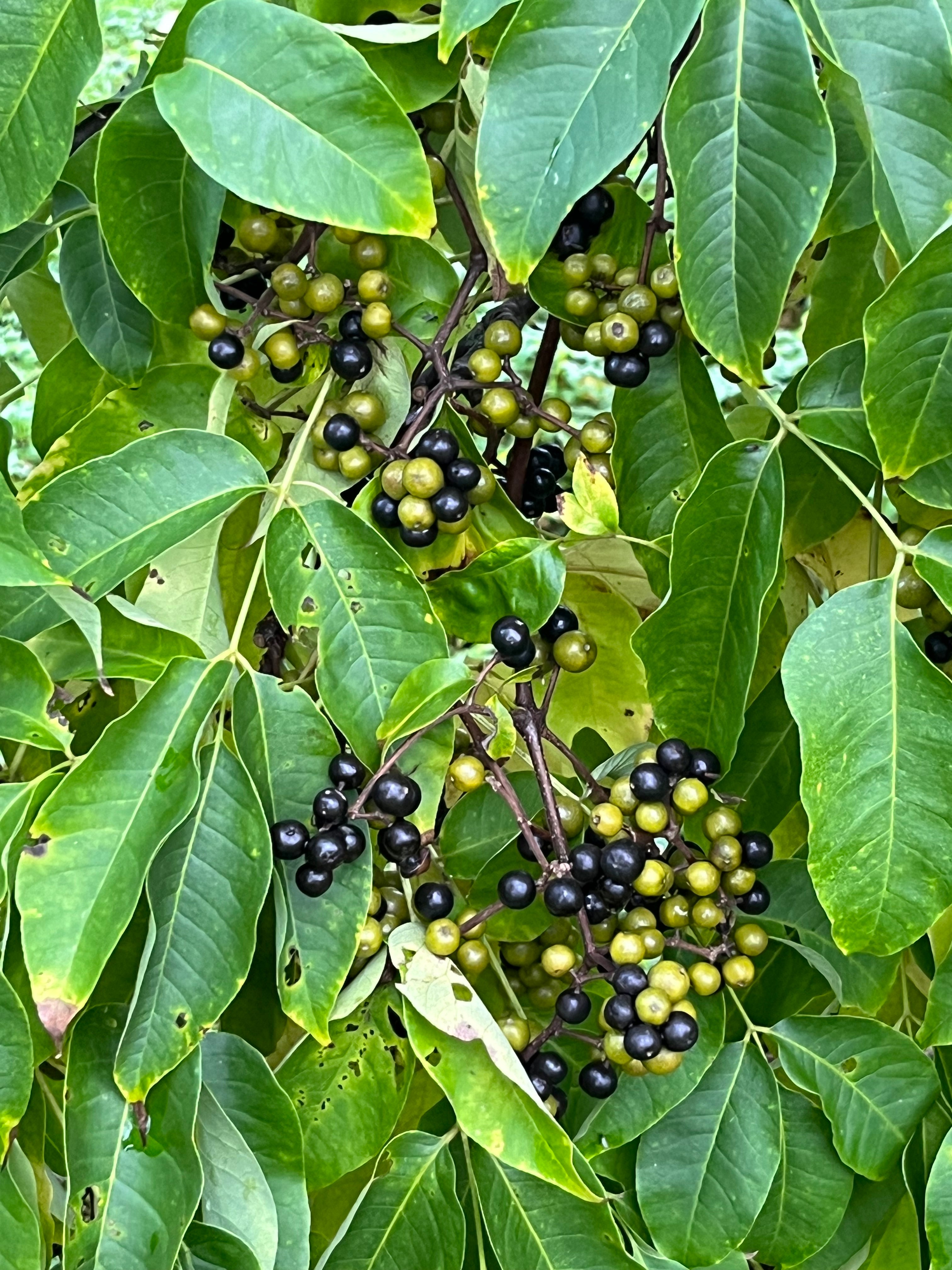 Phellodendron amurense