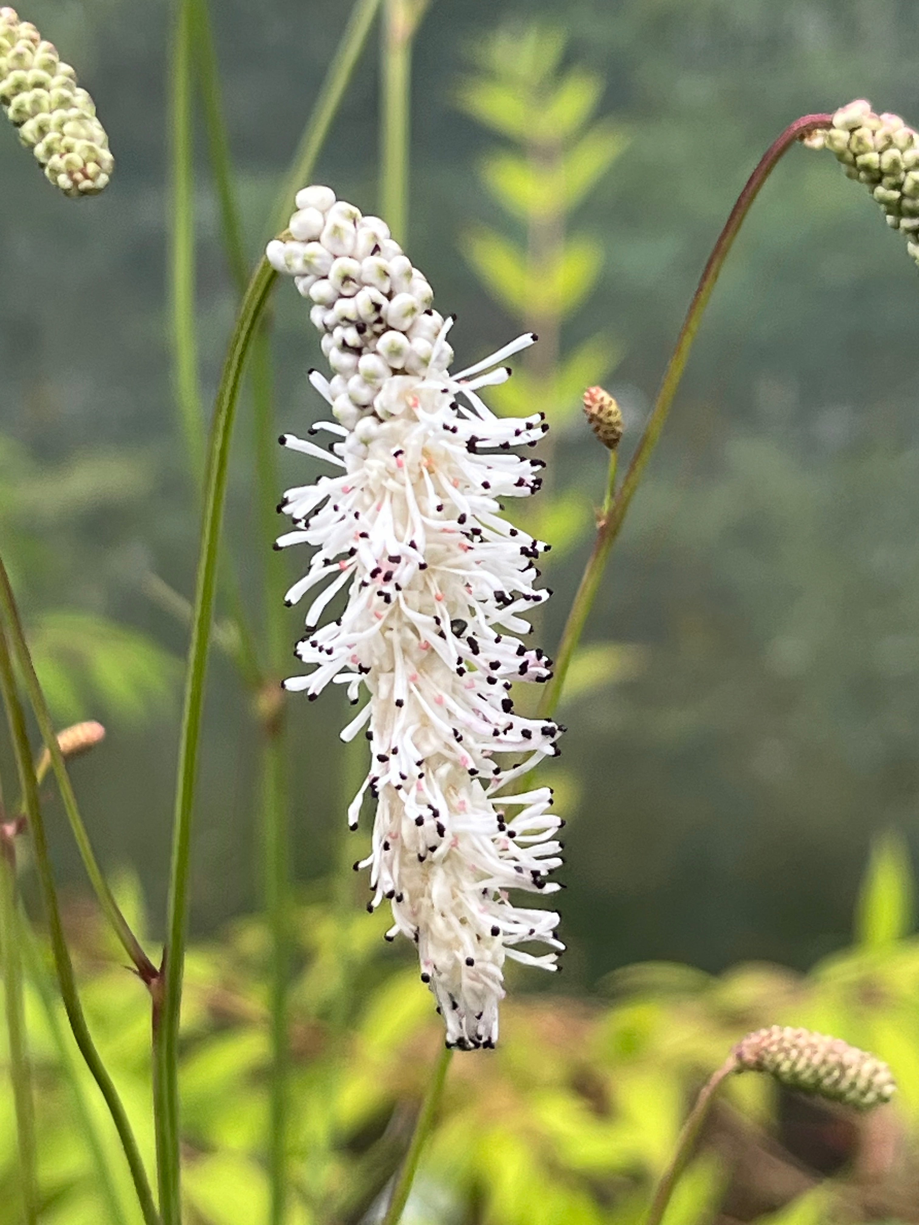 Sanguisorba tenuifolia var. parviflora