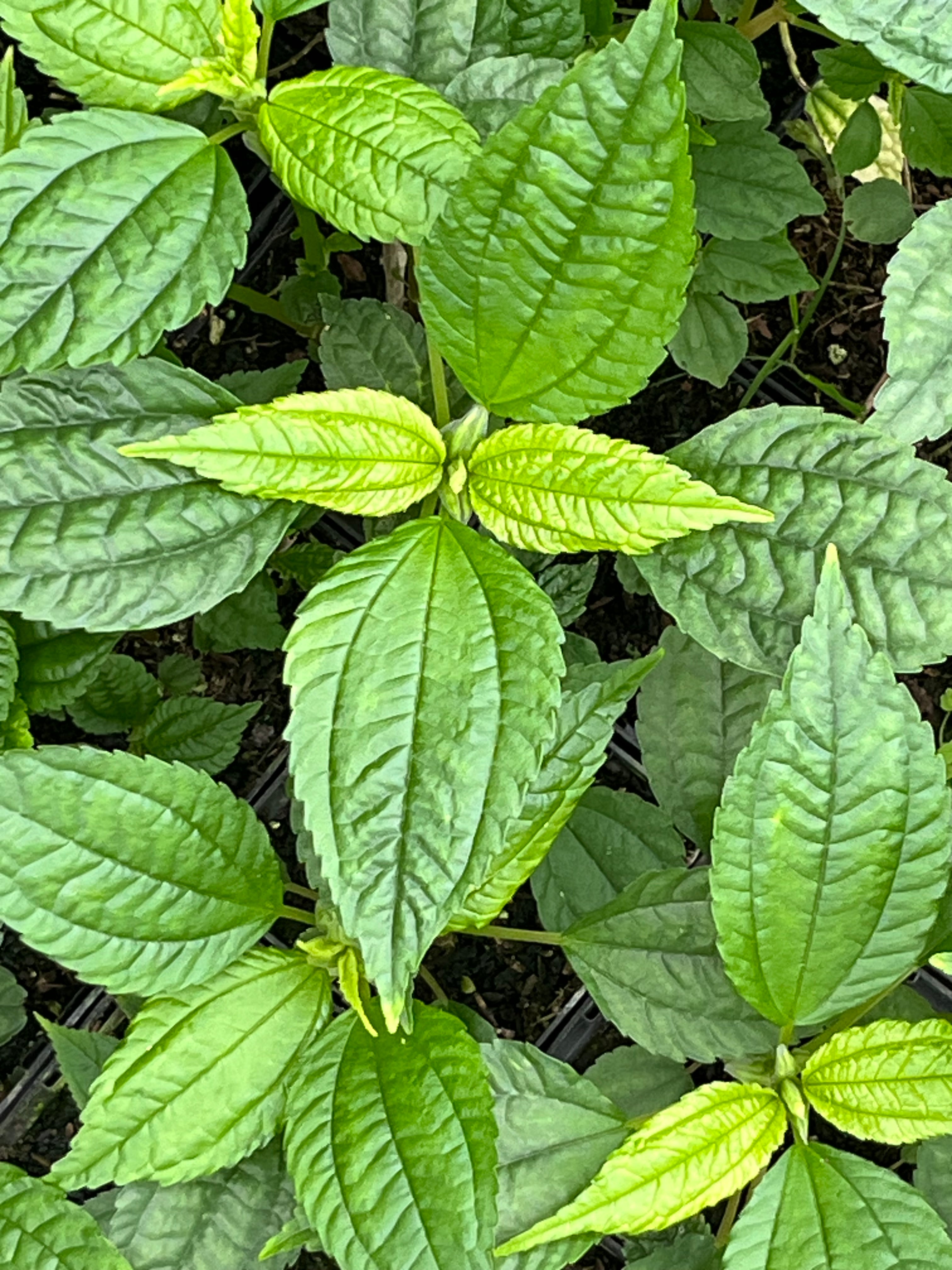 Pilea angulata ssp. petiolaris PB 16-1074