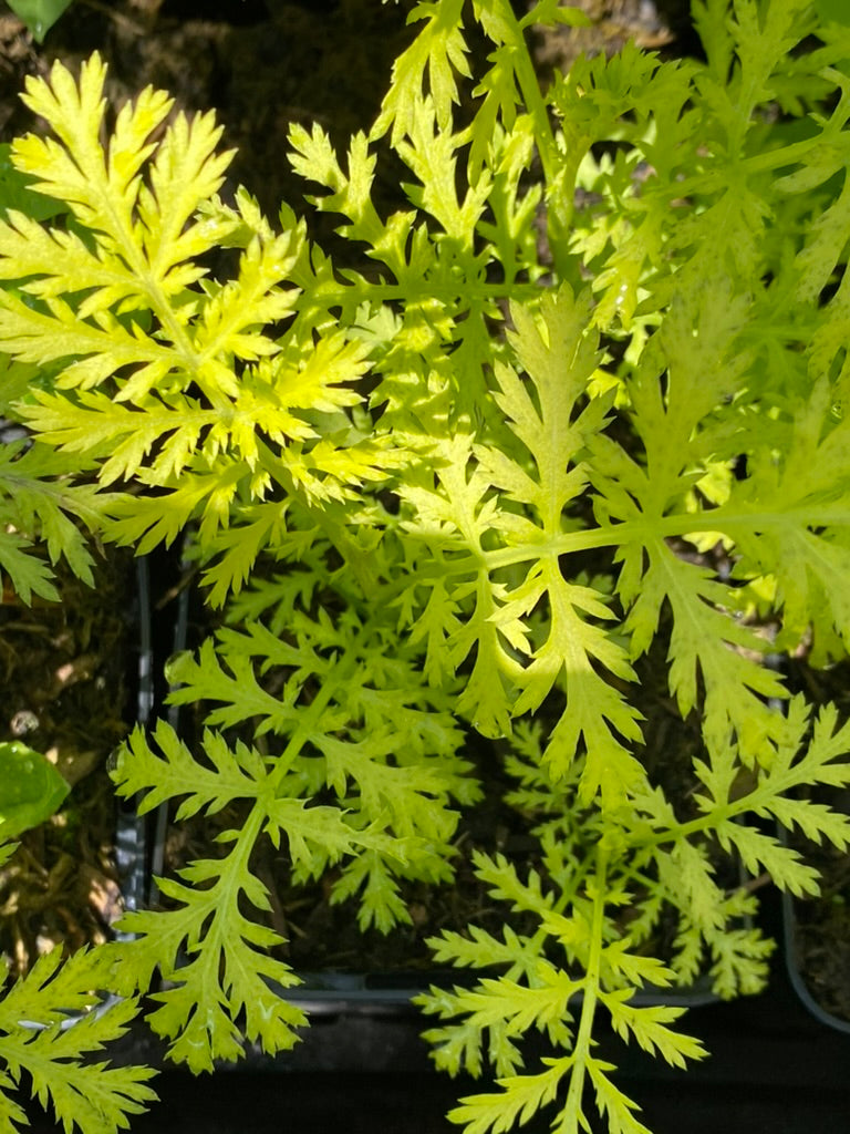 Tanacetum vulgare ‘Golden Feather’