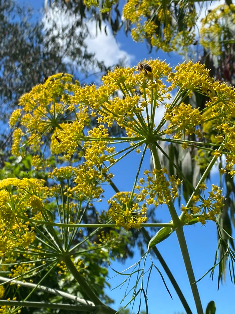 Ferula communis
