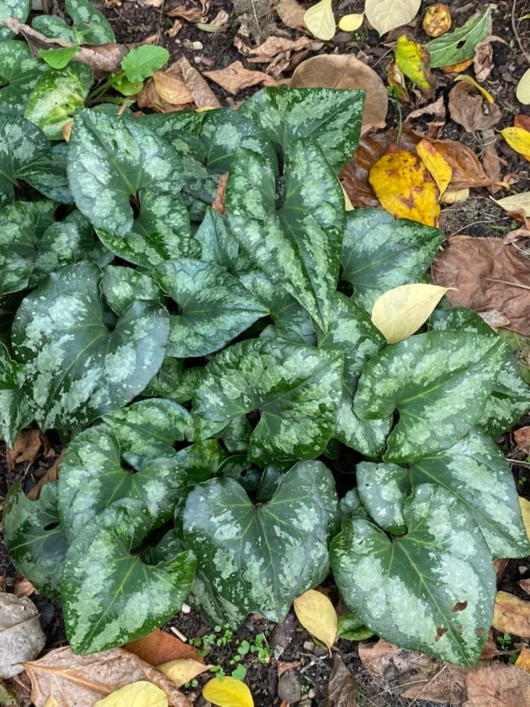 Asarum splendens